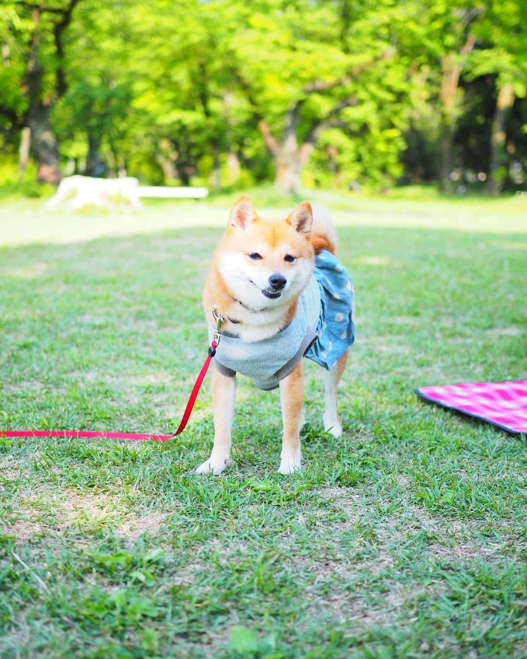 豆柴にこちゃんさんのインスタグラム写真 - (豆柴にこちゃんInstagram)「🐶 にこの足の調子がすこぶる良いので #所沢航空記念公園  に 行ってきたよ🐾 . 8枚目の動画みたいに 見た目にはほぼ普通に歩けてる❣️ . でも調子に乗って軽く小走りになったら 痛かったのかまたお尻ペタン😅 . のんびり日向ぼっこして にこも楽しそうでした✨ . #にこの右足闘病記 . #柴犬#豆柴#pecoいぬ部#犬#わんこ#犬#ここ柴部#shibainu#dog#mameshiba#pecotv#dog#いぬのきもち部#しばいぬ#しばけん#こいぬ#シバイヌ#いぬ#イヌ#赤柴#マメシバ#ペット#日本犬#子犬#puppy#doggo#pet」5月11日 18時18分 - nikochan.mame48