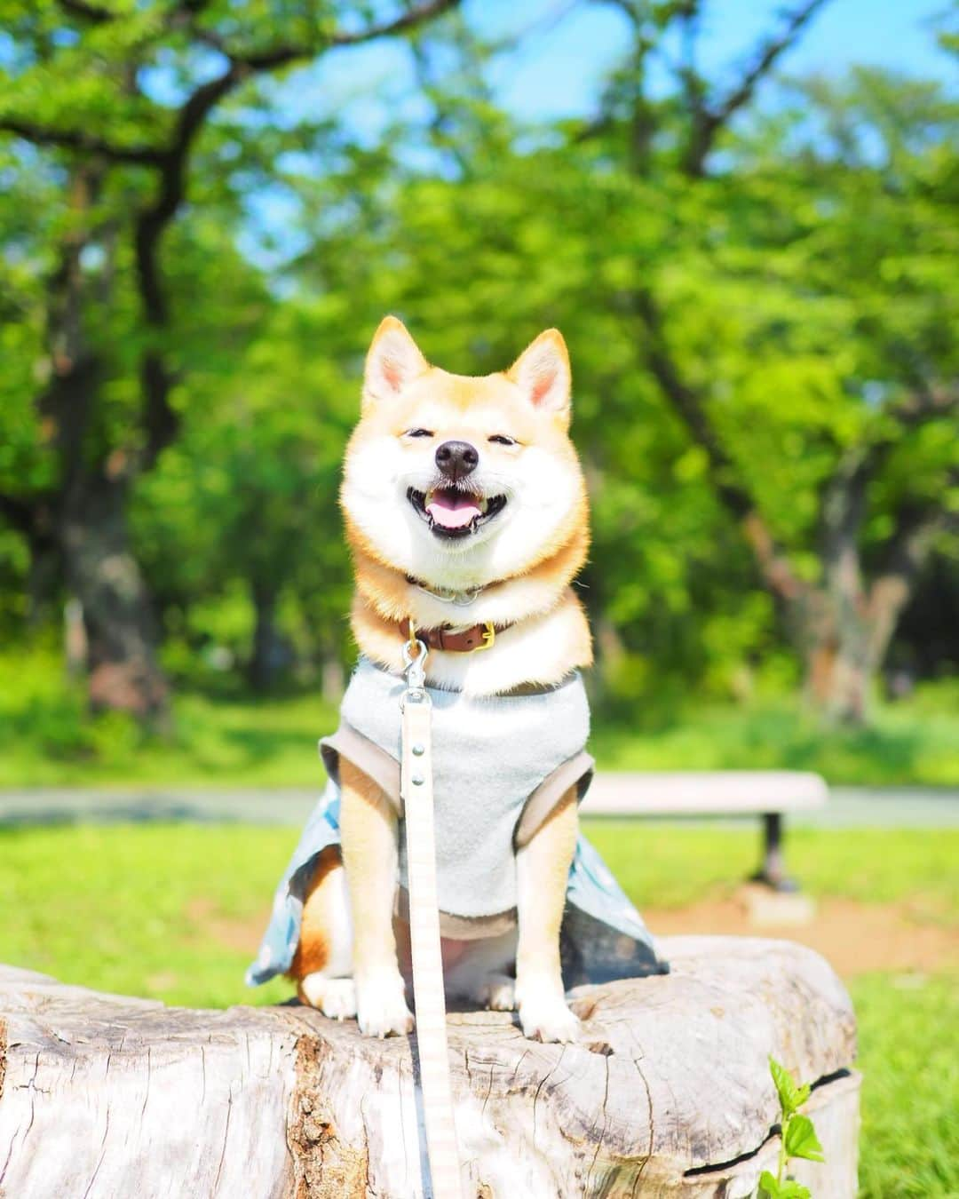 豆柴にこちゃんさんのインスタグラム写真 - (豆柴にこちゃんInstagram)「🐶 にこの足の調子がすこぶる良いので #所沢航空記念公園  に 行ってきたよ🐾 . 8枚目の動画みたいに 見た目にはほぼ普通に歩けてる❣️ . でも調子に乗って軽く小走りになったら 痛かったのかまたお尻ペタン😅 . のんびり日向ぼっこして にこも楽しそうでした✨ . #にこの右足闘病記 . #柴犬#豆柴#pecoいぬ部#犬#わんこ#犬#ここ柴部#shibainu#dog#mameshiba#pecotv#dog#いぬのきもち部#しばいぬ#しばけん#こいぬ#シバイヌ#いぬ#イヌ#赤柴#マメシバ#ペット#日本犬#子犬#puppy#doggo#pet」5月11日 18時18分 - nikochan.mame48