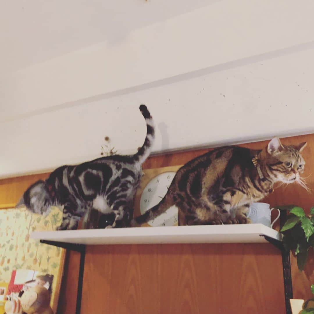 chai0219さんのインスタグラム写真 - (chai0219Instagram)「1番高いところで王様気分だったのに… あいつがやってきたんだ😿  その棚に一緒に登ると重量オーバーやと思うで💦  #americanshorthair #kitty #kitten #cat #cats #catstagram #neco #アメショ #アメショー #アメリカンショートヘア #ねこ #猫 #ネコ #にゃんこ #ニャンコ #ねこ部 #猫もふ #ねこのきもち  #ねこのいる暮らし #ねこのいる生活」5月11日 18時56分 - chai0219
