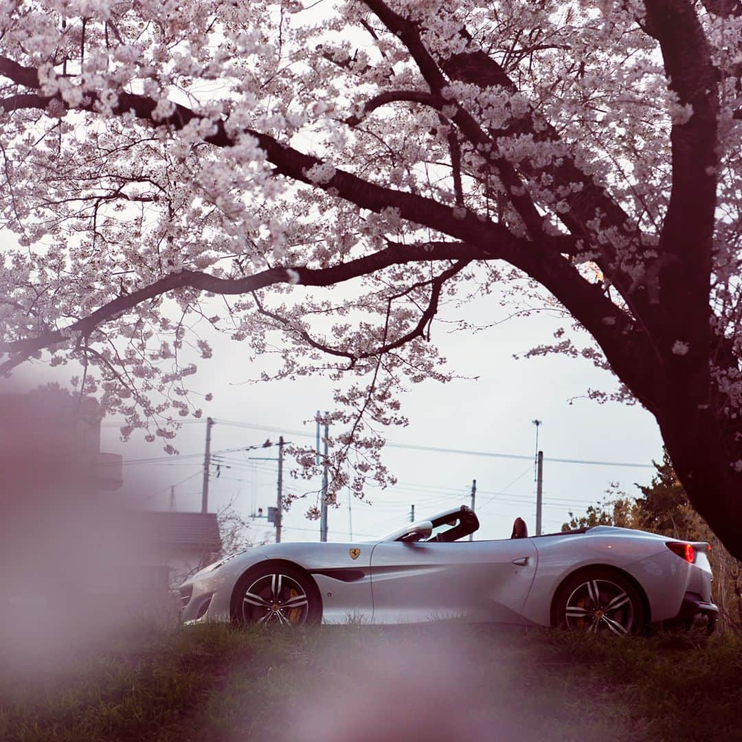 フェラーリさんのインスタグラム写真 - (フェラーリInstagram)「An ode to spring. The #FerrariPortofino remains true to its level of stylistic beauty in this dream-like landscape. #JourneyWithFerrariPortofino #FerrariPortofinoExperience #Japan」5月11日 19時01分 - ferrari