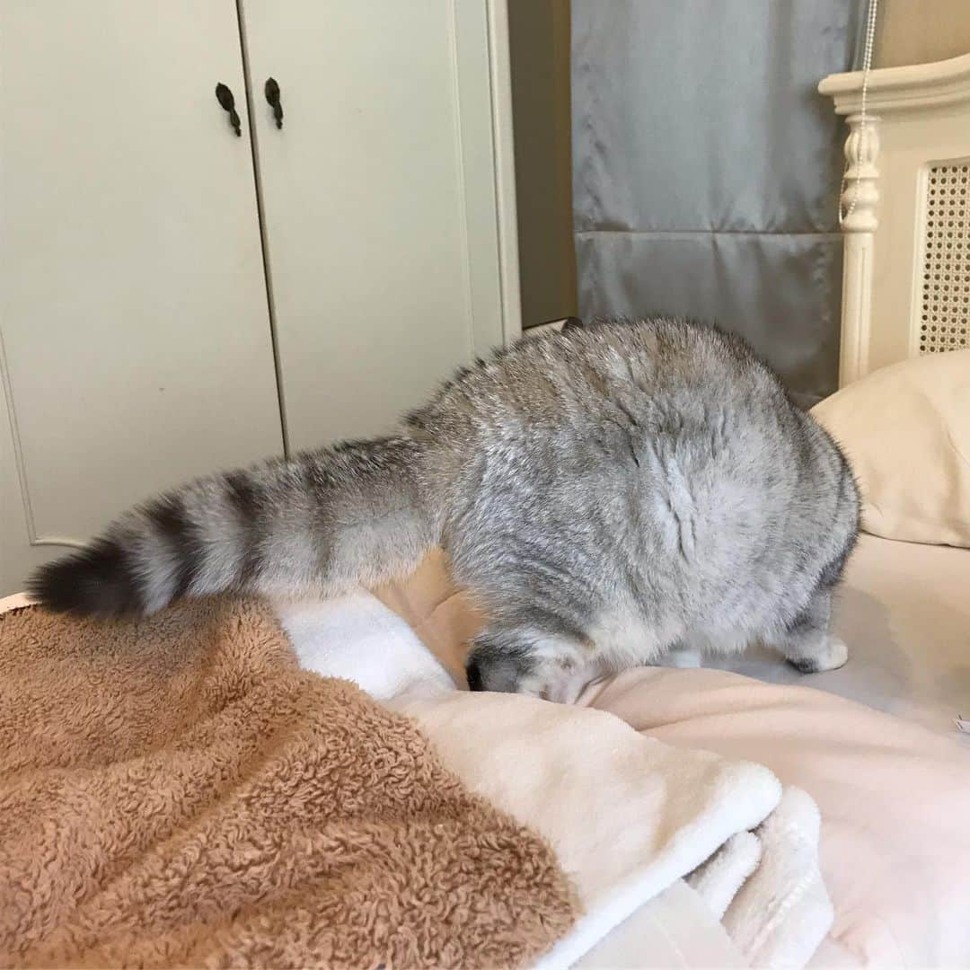 Haruさんのインスタグラム写真 - (HaruInstagram)「One raccoon found in my bedroom 😱 #ขนลุกขนพอง #น้องปวดอึก็ไม่บอก」5月11日 19時02分 - haru_thecat