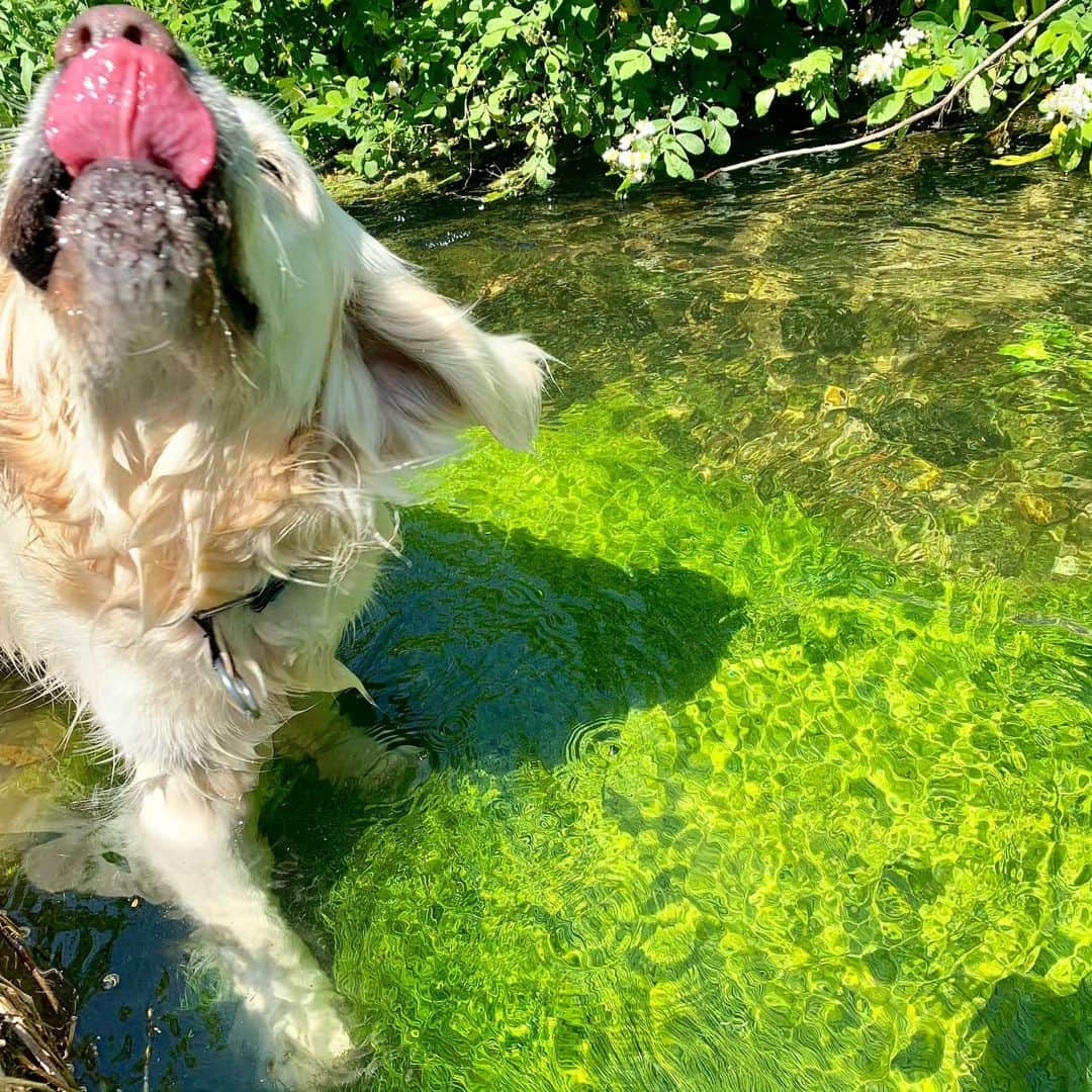 P太郎ママさんのインスタグラム写真 - (P太郎ママInstagram)「ホラーだだ！ #ゴルドリル  #ゴールデンレトリバー  #goldenretriever  川の色がすごいっしょー。 バスクリンだよ！ …てなわけはなく。 水草も、新緑の季節なんやねー。」5月11日 19時16分 - ptarodada