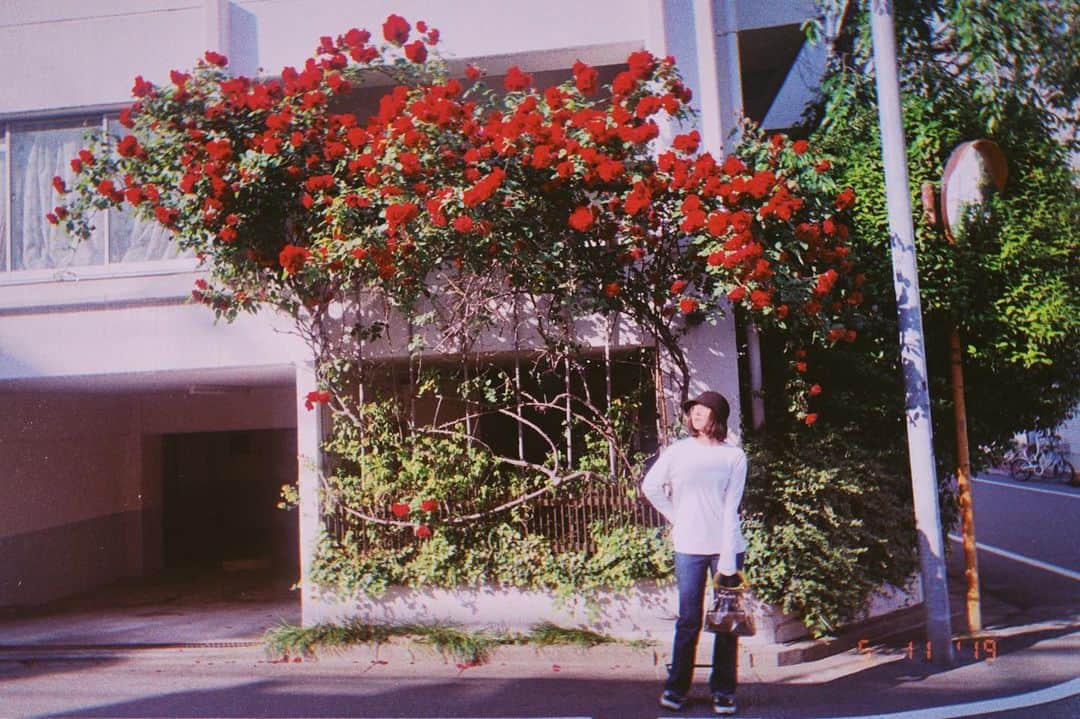 押田瑞穂のインスタグラム：「薔薇が咲いた🌹  #薔薇#赤い薔薇##美しいものには棘がある#rose#beatiful#instagood #instalike#instagram」