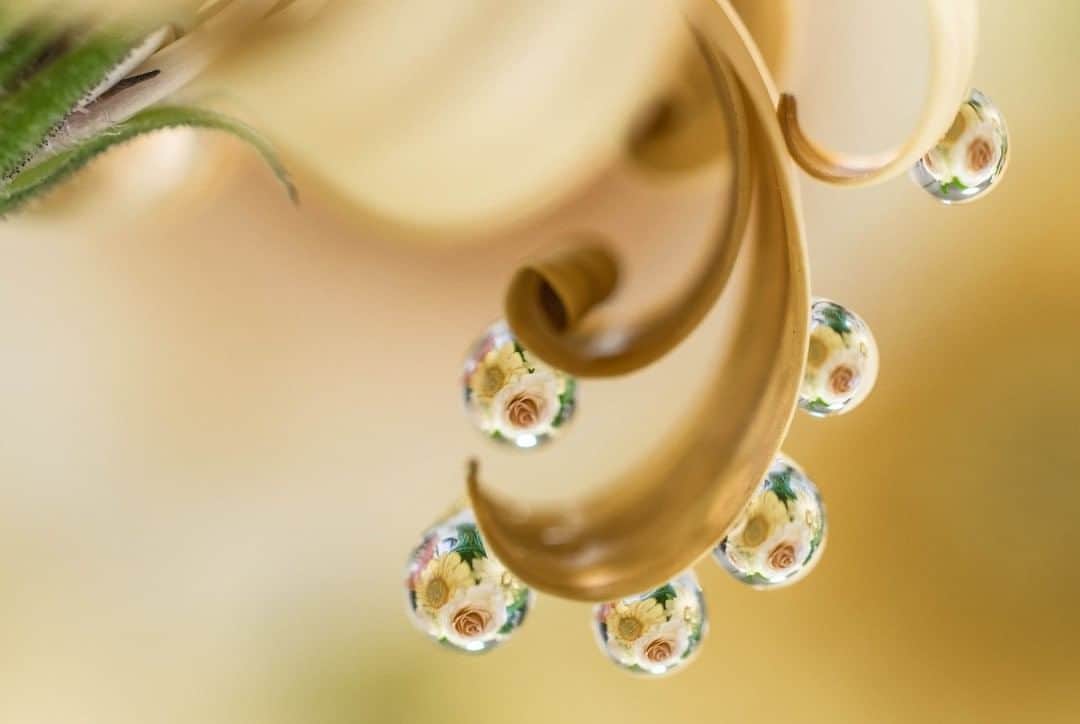 花の写真館のインスタグラム：「Photo by Rin Yoda.⠀ https://www.facebook.com/profile.php?id=100002942979763⠀ .⠀ Original Post[投稿頂いたURL]⠀ https://www.facebook.com/photo.php?fbid=1620769354697815⠀ .⠀ 本アカウントは、 #私の花の写真 をつけてInstagramに投稿された皆さまの花の写真や、「花の写真館」Facebookページで投稿された花の写真を紹介します。⠀ 「花の写真館」Facebookページは、「 @floral.photograph 」のプロフィールにあるURLからご覧ください。⠀ .⠀ #花の写真館 #floralphotograph #floralphoto #flower #flowers #富士フイルム #FUJIFILM⠀ Follow: @floral.photograph」