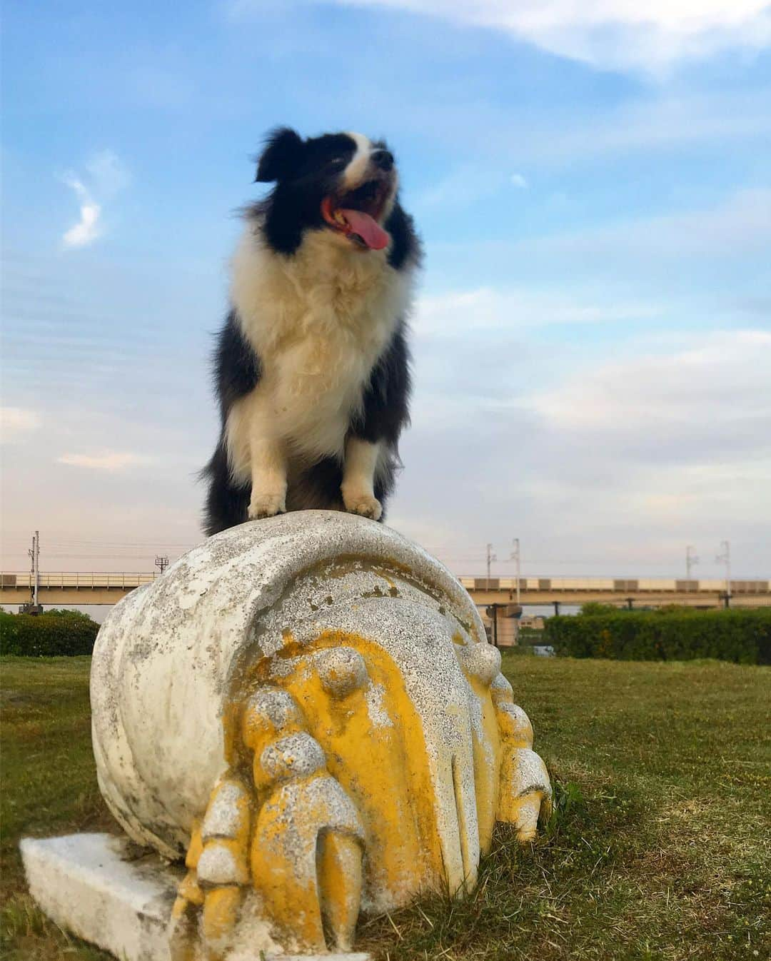 犬バカ部宣伝部長さんのインスタグラム写真 - (犬バカ部宣伝部長Instagram)「なんかメトロン星人みたいなヤドカリ？コレ🤪﻿ これくらいならジャンプって言ったらあっさり乗ってポージングしてくれます🤣﻿ いいモデルさんです🥺﻿ ﻿ 明日はお休み🐼💕﻿ ゆっくりまったり散歩しーましょ😍﻿ ﻿ #犬バカ部﻿ #bordercollie﻿ #ボーダーコリー ﻿ #メトロン星人」5月11日 19時54分 - umetaturou