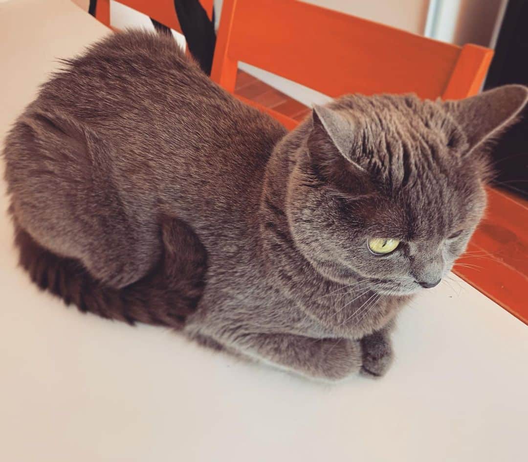 チキン南蛮カレーのルウ王子のグルメインスタ