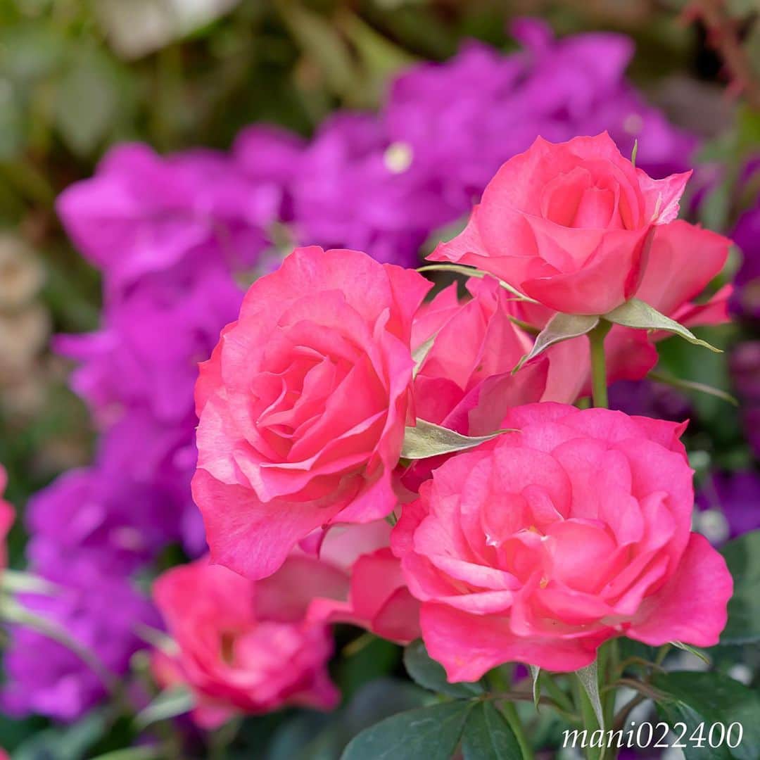 mani022400のグルメインスタ