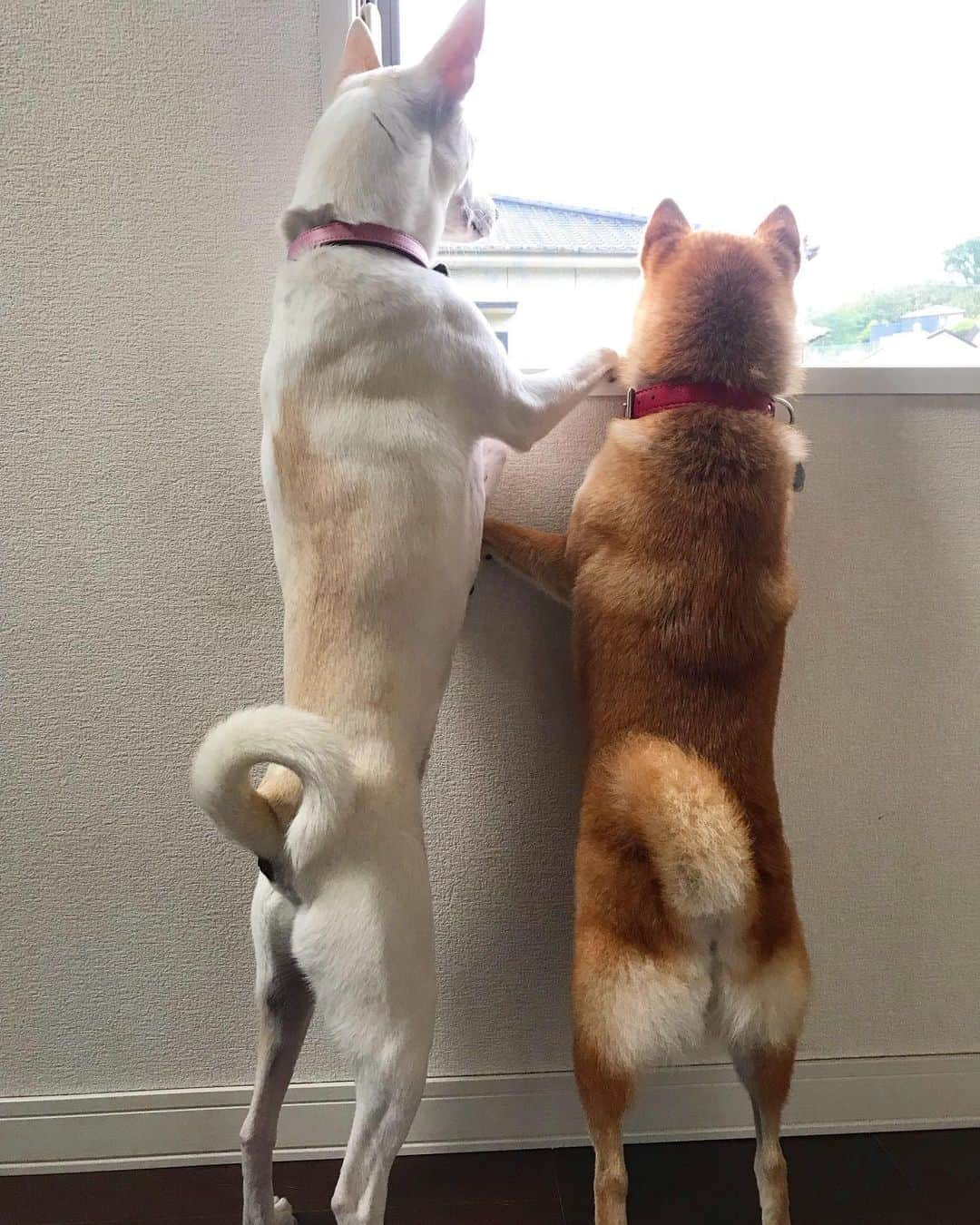 柴犬ハル&保護犬すずさんのインスタグラム写真 - (柴犬ハル&保護犬すずInstagram)「👭waiting for dad 👳‍♂️ . 「おとーしゃーんーが、 出張から帰ってくるね！ きっとあのバス停で降りるよ🚌」 . #ハルソックとすずソック始動 #24時間体制で監視 #猫が現れたら緊急お猫様対策本部が発足 #すずもハルも猫と遊びたくて仕方ない🐈 #すずの背筋が男前 . #柴犬#柴#kagoshima#dog#puppy#shibainu#shibastagram#いぬバカ部#family#鹿児島#赤柴#雑種#天文館#日本犬#保護犬を家族に#保護犬#元保護犬#家族」5月11日 20時25分 - haruharu040777