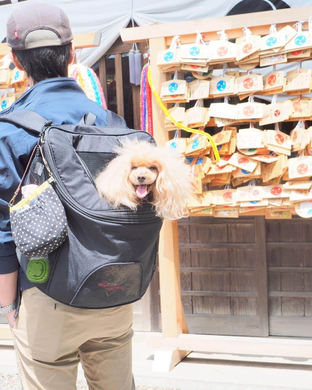 Toypoodle Mikuru?Asakusa Tokyoさんのインスタグラム写真 - (Toypoodle Mikuru?Asakusa TokyoInstagram)「20190511 Saturday. 行田八幡神社⛩ 桃尻魂込めて「なで桃」撫でてきました‼️ . 「なで桃」を願いを込めながら撫でることで、桃に宿る神の力（延命長寿・病魔退散・厄災消除）をいただけるそうです。 みくるも願いを込めて🙏🏻 . 願掛けハンカチで「なで桃」を撫でで持ち帰り、ご神徳受けることができます。 絵馬もかいて、お守りも頂いてきました🥰 . みくるが健康でいられますように🙏🏻 . #行田八幡神社 #なで桃 #桃尻魂」5月11日 20時28分 - purapura299