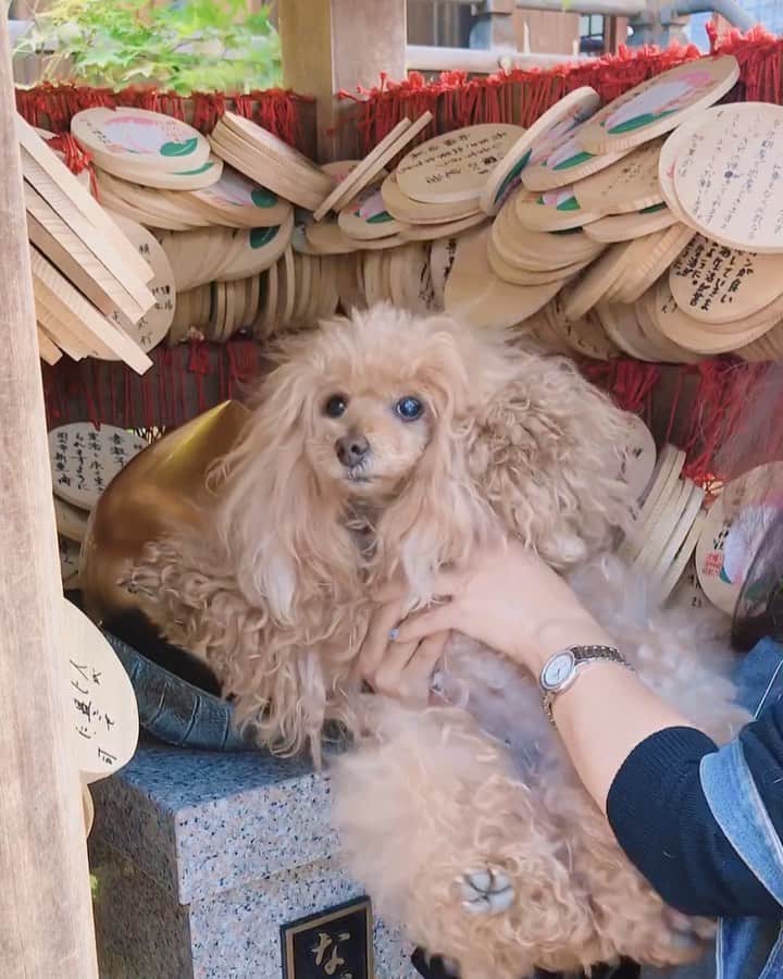 Toypoodle Mikuru?Asakusa Tokyoのインスタグラム：「20190511 Saturday. 行田八幡神社⛩ 桃尻魂込めて「なで桃」撫でてきました‼️ . 「なで桃」を願いを込めながら撫でることで、桃に宿る神の力（延命長寿・病魔退散・厄災消除）をいただけるそうです。 みくるも願いを込めて🙏🏻 . 願掛けハンカチで「なで桃」を撫でで持ち帰り、ご神徳受けることができます。 絵馬もかいて、お守りも頂いてきました🥰 . みくるが健康でいられますように🙏🏻 . #行田八幡神社 #なで桃 #桃尻魂」