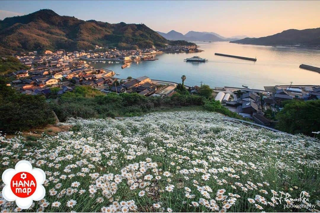 はなまっぷ❁日本の花風景さんのインスタグラム写真 - (はなまっぷ❁日本の花風景Instagram)「🌸はなまっぷ🌸 * @h.kino_photography さんの  花のある風景に花まるを💮 * 夕暮れ時の港町を臨む美しい除虫菊の風景をありがとうございます😊🌸 * 広島  #因島 Innoshima, Hirosima Pref. * 🌼ジョチュウギクの花言葉📝🌼 忍ぶ恋 * 見頃を過ぎている場所もご紹介しています。お出かけの際はHP等で最新の情報をご確認くださいね🙏🌸 * 🌸•••🌸•••🌸•••🌸•••🌸•••🌸 * いつも素敵なお花をありがとうございます😊 日本の花のある風景にタグ付けしてください🌸 お花があれば何でもOKです💓 * #はなまっぷ * #日本の美しい花風景#花のある風景#花#花言葉#花畑#除虫菊#風景」5月11日 20時30分 - hanamap