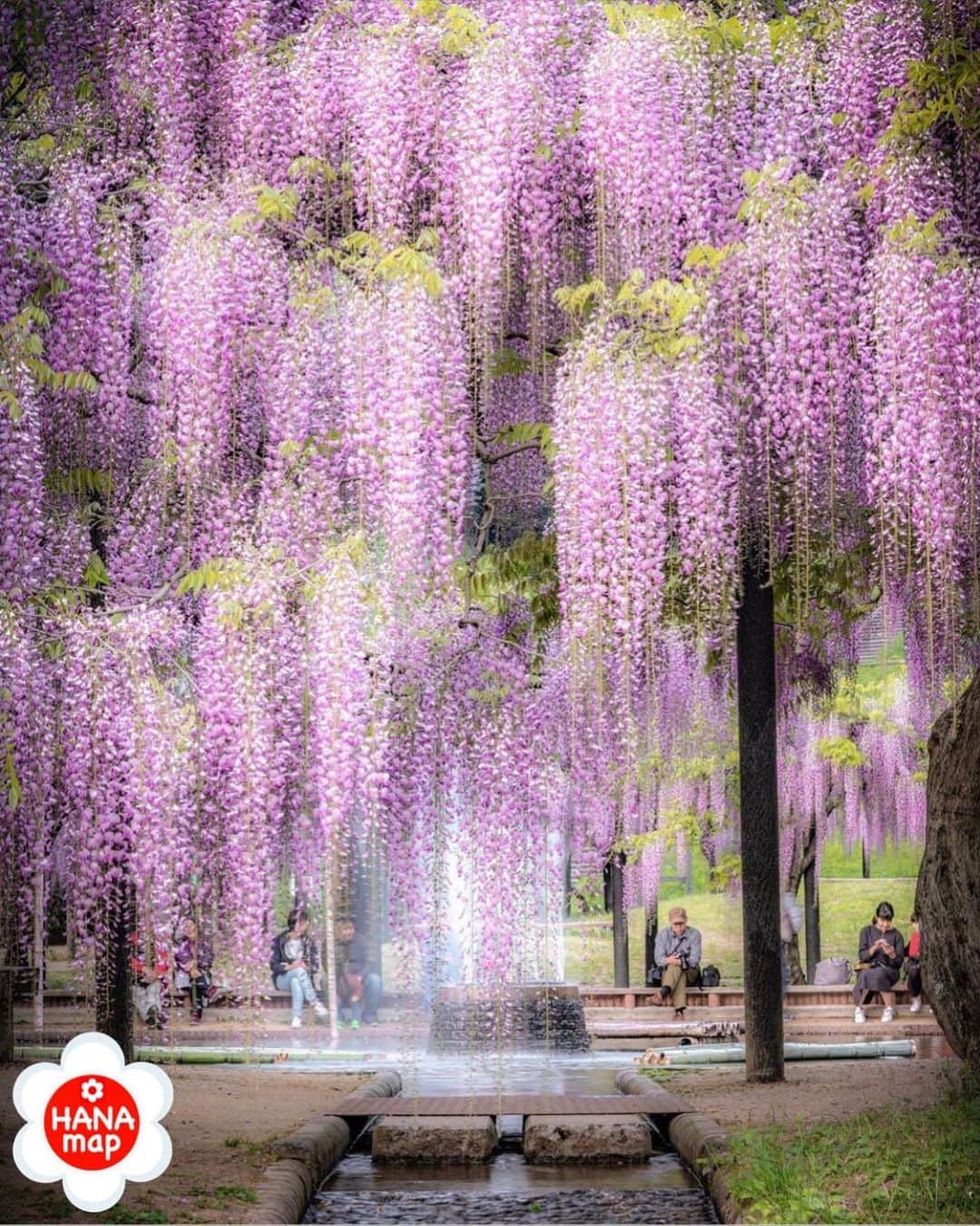 はなまっぷ❁日本の花風景のインスタグラム