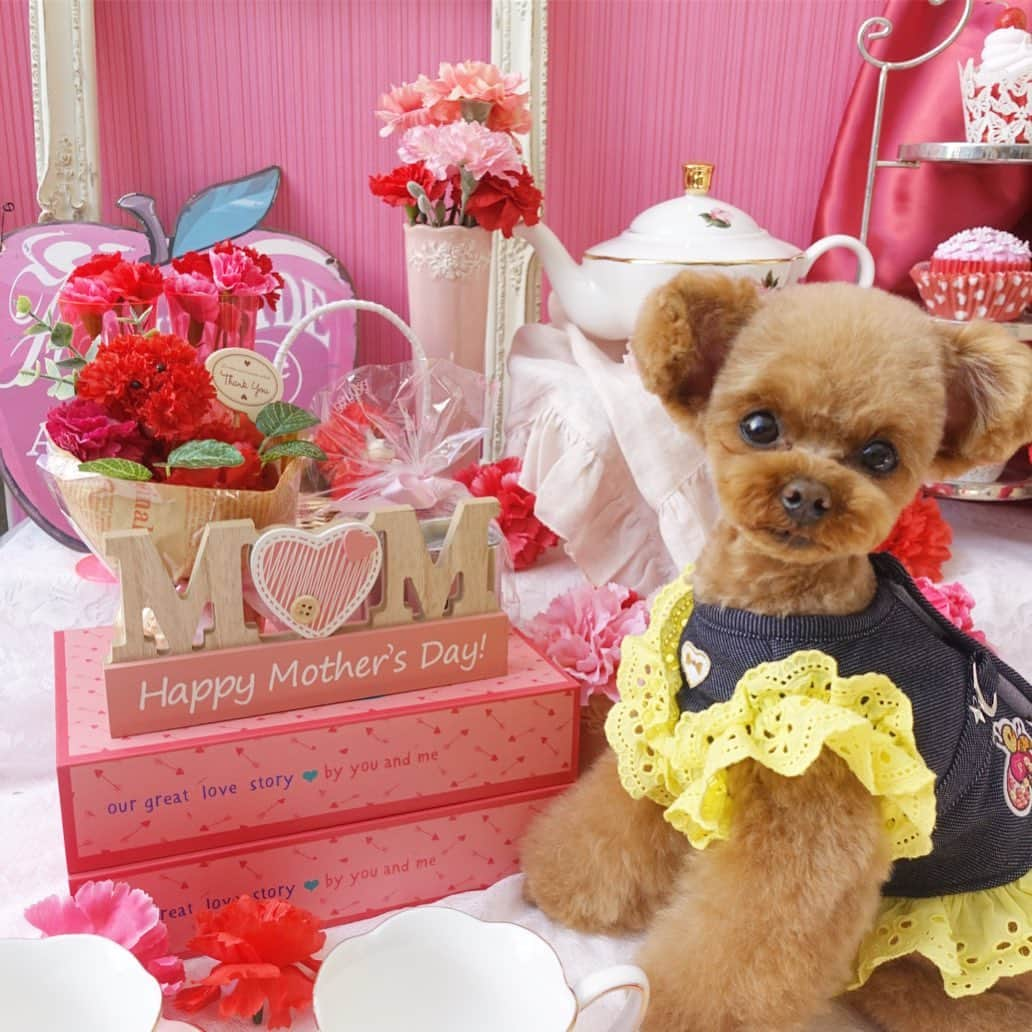 ? Tia ?さんのインスタグラム写真 - (? Tia ?Instagram)「♥️Happy mother's day♥️ … 明日は2度目の母の日☺💕 … #toypoodle #teacuppoodle #lovemydog #momlove #happymothersday #happymotherday #母の日 #カーネーション #トイプードル #cutepoodle #lovemom #excellent_dogs #photooftheday #puppilyhills #poodlesofinstagram #petsofinstagram #cutest #instadog #instadoggy #パピリーヒルズ #cutedog #トイプー #instaphoto #dogfashion #dogfashionista #cutestdog #fashionista」5月11日 20時50分 - tia1101