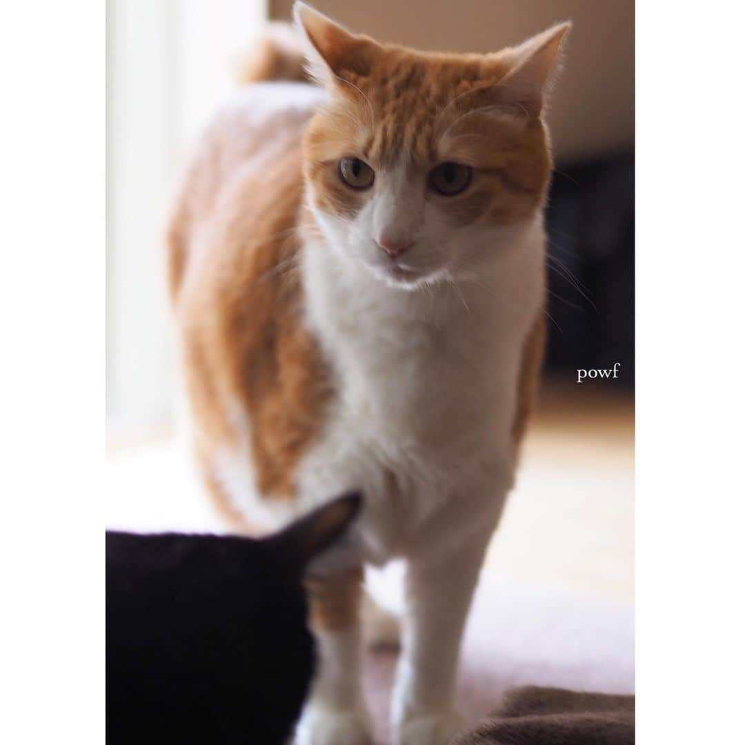 anemone_69のインスタグラム：「. #ハカセとキョウジュ #茶トラ白 #茶白 #cat #猫 #保護猫 . .」