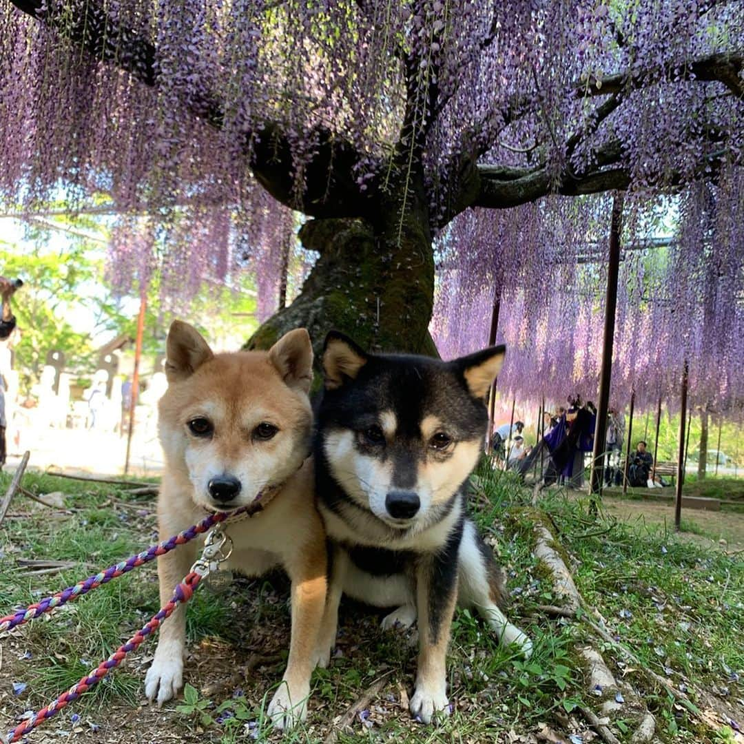 豆柴なつ&ふゆのインスタグラム