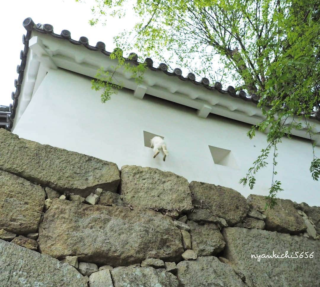 路地裏のにゃん吉さんのインスタグラム写真 - (路地裏のにゃん吉Instagram)「忍ニン！ Japanese ninja cat  おっちゃんカメラ落として故障やて、修行足らんのにゃ！  #生き抜け野良猫  #แมว #igersjp#ねこ#猫#ig_japan#ねこ部#ふわもこ部#野良猫#にゃんすたぐらむ#みんねこ #cats#ファインダー越しの私の世界 #catsofinstagram#catstocker#instagramjapan##catloversclub#ペコねこ部#ピクネコ #東京カメラ部#icu_japan#team_jp_西 #고양이#nekoclub #catstagram#japan_photo_now #bestcatclub #loves_nippon#balousfriends#ファインダーは私のキャンパス」5月11日 21時16分 - nyankichi5656