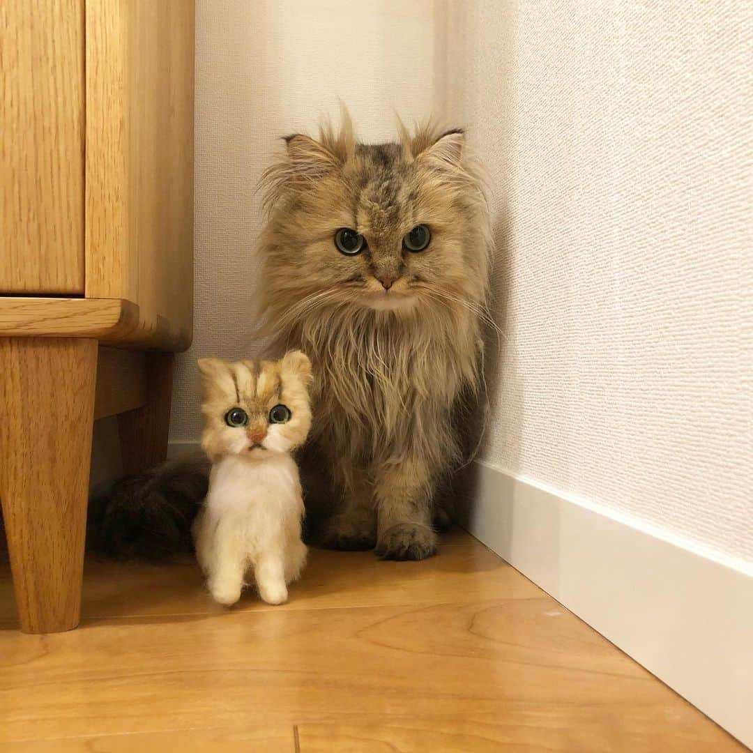 兄弟猫と私と夫の2トムのまいにちさんのインスタグラム写真 - (兄弟猫と私と夫の2トムのまいにちInstagram)「little mif-san（Predecessor cat） & michan. ちいさなミフ兄さんとぼく」5月11日 21時22分 - maamiff