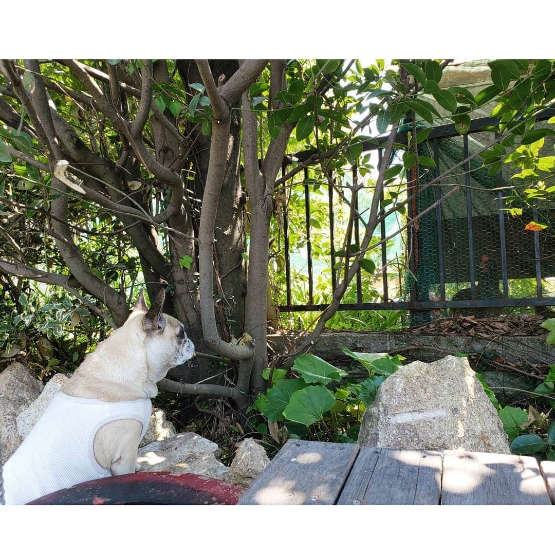 tamiさんのインスタグラム写真 - (tamiInstagram)「* #マッシュの暮らし * ある日、お隣さんが、我が家と隣接する方の庭の片隅でにわとりを飼い始めました🐔🐔🐔 庭の改造計画を実行するまでは、にわとり小屋に面している部分は木がモサモサしていたので、特に気にならなかったけど、今回の庭改造計画でにわとりさんがよく見えるように👀 マッシュはそりゃもう興味津々。 最近は猫パトロールに加えて、にわとりパトロールが新しく加わって忙しそう😂🐕 * #フレディーマーキュリー #犬バカ部  #フレンチブルドッグ#frenchbulldog  #frenchie#フレブル#ブヒ#ムッチリ #犬スタグラム#犬との暮らし  ストーリーに載せたら、何人かの方からDMでフレディーマーキュリーみたい🕺と言われて爆笑しました🤣」5月11日 21時30分 - tami_73