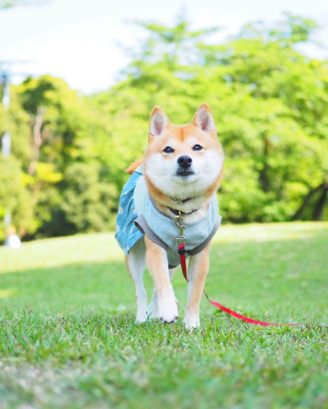 豆柴にこちゃんさんのインスタグラム写真 - (豆柴にこちゃんInstagram)「🐶🏛 #にこの右足闘病記 . にこの脱臼御殿がバージョンアップ❣️ . だいぶ歩けるようになり、 今日はリビングから寝室や玄関まで 歩いてくるようになって 嬉しいことではあるのですが、 パテラが治ったわけではなく まだまだ油断できません！ . そこで、前からある100均のパーツを 組み合わせて作った侵入防止柵を増量‼️ . 柵3つを組み合わせた1セット作るのに ダイソーでたったの700円😆 . これを2セット作りましたが 1セット1分で組み立てられるよ‼️ . これでお留守番中、 カーペットのあるフカフカゾーンから フローリングゾーンへ侵入できなくできるよ✨ . #柴犬#豆柴#pecoいぬ部#犬#わんこ#犬#ここ柴部#shibainu#dog#mameshiba#pecotv#dog#いぬのきもち部#しばいぬ#しばけん#こいぬ#シバイヌ#いぬ#イヌ#赤柴#マメシバ#ペット#日本犬#子犬#puppy#doggo#pet」5月11日 22時03分 - nikochan.mame48