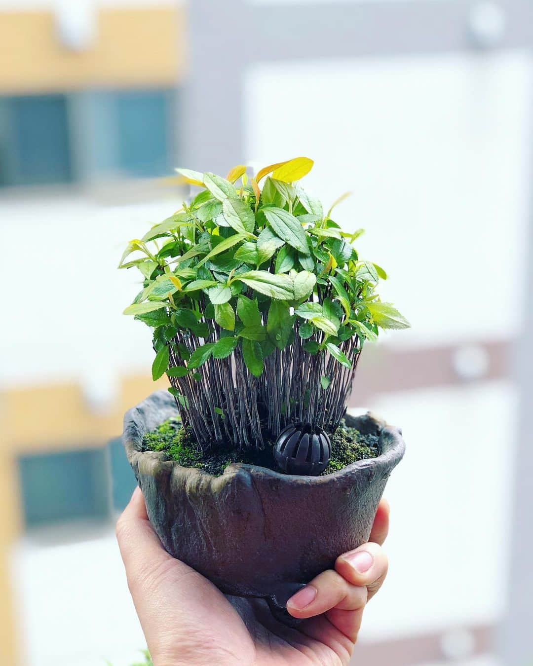 金成公信のインスタグラム：「カマツカもっさもさ。#盆栽 #bonsai #カマツカ #kamatsuka #pourthiaeavillosa #bonsaijapan #japanesebonsai #wabisabi #bonsailovers #bonsailife #bonsaitree #plants #tree」