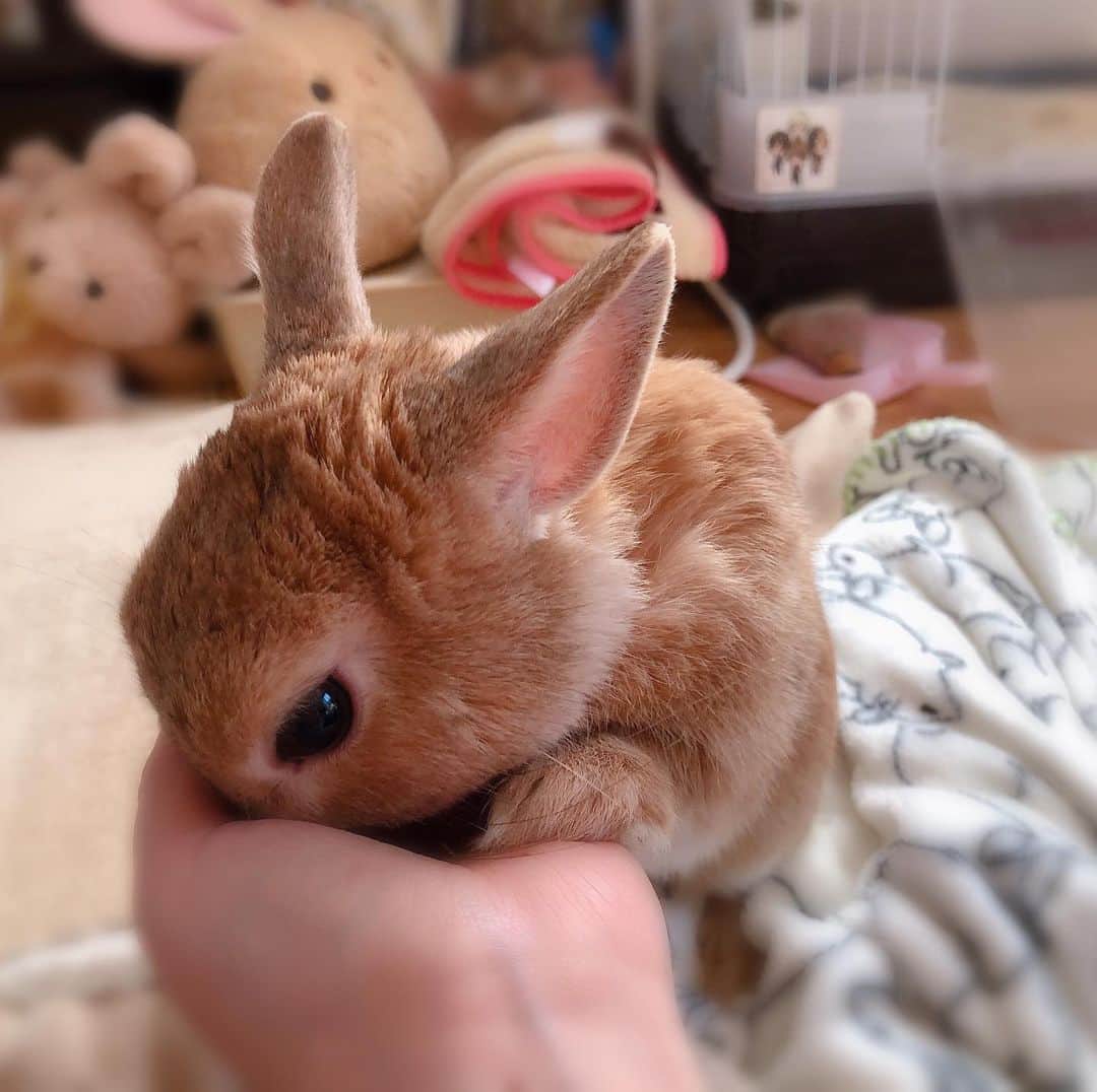 ラン?さんのインスタグラム写真 - (ラン?Instagram)「おやつ持ってるでしょ！？ ☆ ん！？ ☆ ない…(、._. )、 ☆ 手を握っているとおやつ持ってると思っちゃう😂💕 ☆ #うさぎ #ネザーランドドワーフ #rabbit #bunny #bunnystagram  #rabbitstagram  #cute  #かわいい #ふわもこ部  #もふもふ  #zip写真部  #アニマル写真部 #instagramjapan #netherlanddwarf #うさぎと暮らす  #うさぎのいる暮らし #癒し #kawaii #ランちゃん  2019.05.11」5月11日 21時58分 - mofumofuusako
