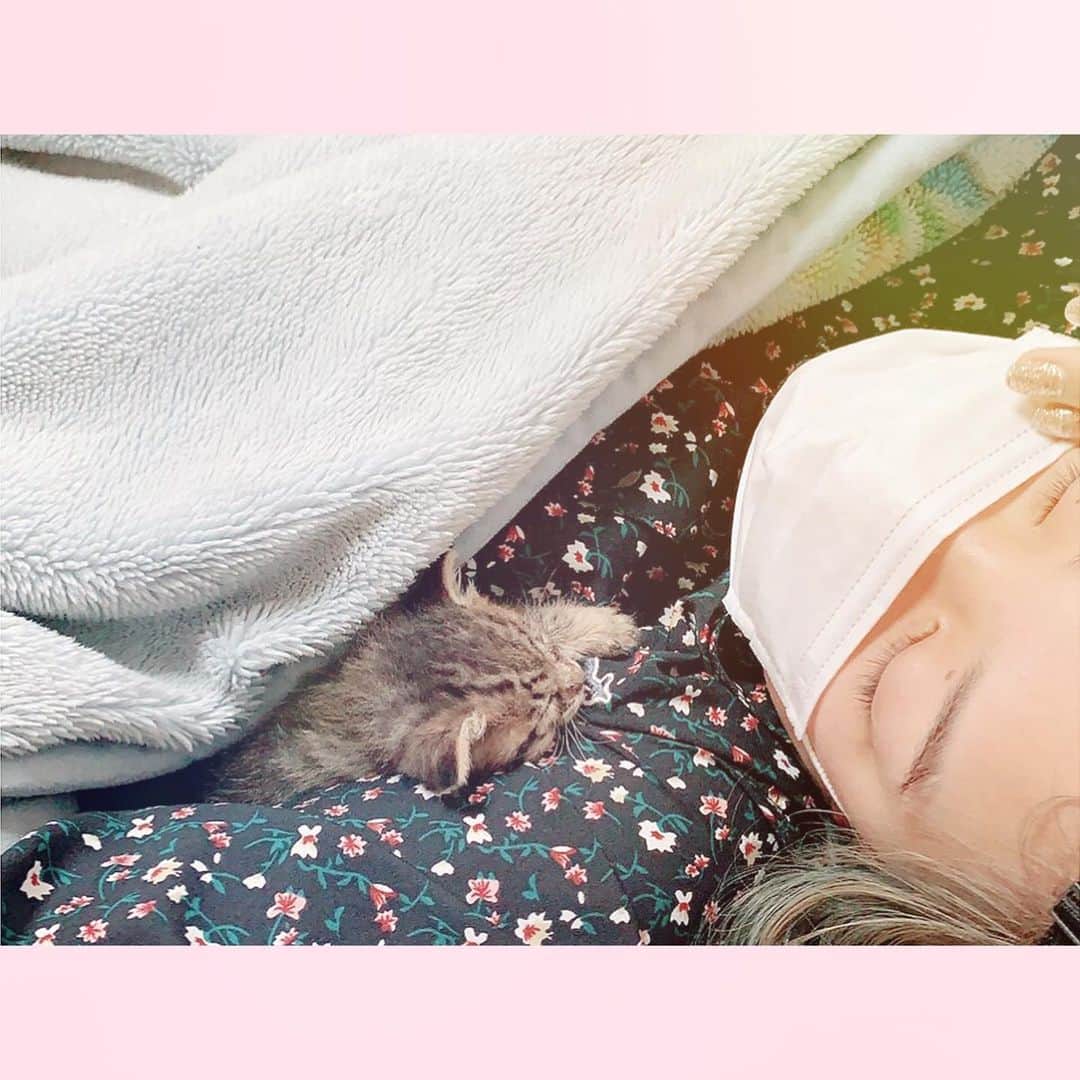 山田菜々美のインスタグラム：「. ガチ寝 . #睡眠 #猫 #子猫 #ジャスミン」