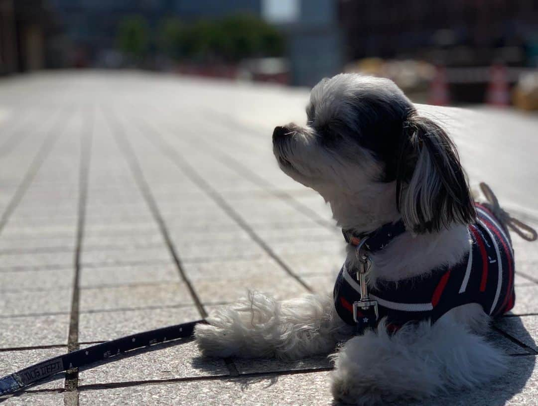 福野来夢さんのインスタグラム写真 - (福野来夢Instagram)「🐶ぺろりんと横浜散歩行ってきたよん♡ 赤レンガで日向ぼっこ。 横浜はわんちゃんに優しい街だし、いつ行ってもだいすきな街だな(*^^*) . #横浜散歩 #マリンアンドウォーク #赤レンガ #象の鼻パーク #山下公園 #元町商店街 #元町中華街 #わんちゃんショップ巡り #写真嫌いぺろ #チワマル #犬との暮らし」5月11日 22時24分 - rappy217