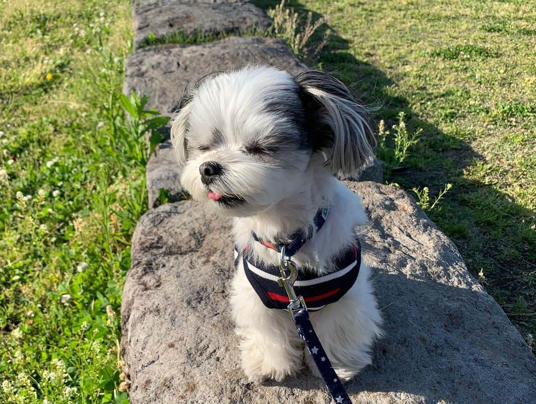 福野来夢さんのインスタグラム写真 - (福野来夢Instagram)「🐶ぺろりんと横浜散歩行ってきたよん♡ 赤レンガで日向ぼっこ。 横浜はわんちゃんに優しい街だし、いつ行ってもだいすきな街だな(*^^*) . #横浜散歩 #マリンアンドウォーク #赤レンガ #象の鼻パーク #山下公園 #元町商店街 #元町中華街 #わんちゃんショップ巡り #写真嫌いぺろ #チワマル #犬との暮らし」5月11日 22時24分 - rappy217