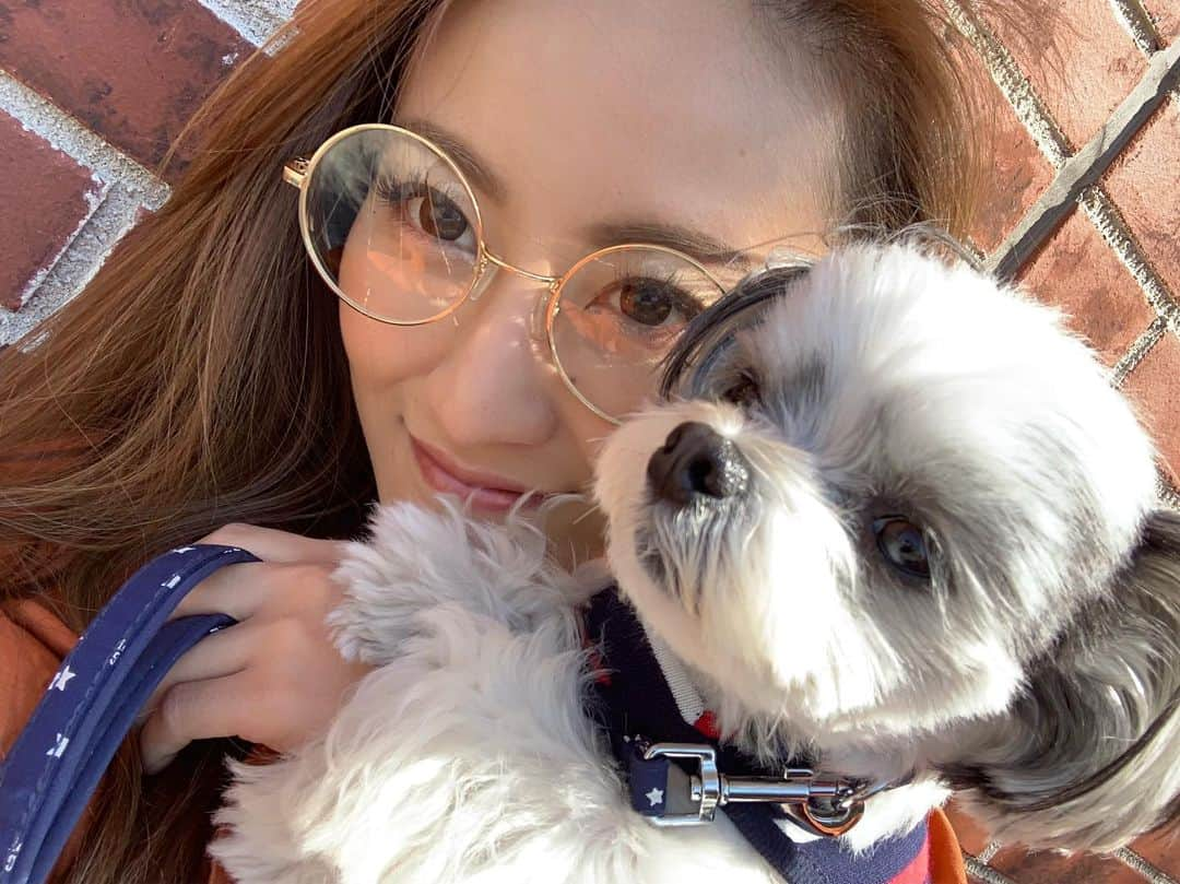 福野来夢のインスタグラム：「🐶ぺろりんと横浜散歩行ってきたよん♡ 赤レンガで日向ぼっこ。 横浜はわんちゃんに優しい街だし、いつ行ってもだいすきな街だな(*^^*) . #横浜散歩 #マリンアンドウォーク #赤レンガ #象の鼻パーク #山下公園 #元町商店街 #元町中華街 #わんちゃんショップ巡り #写真嫌いぺろ #チワマル #犬との暮らし」