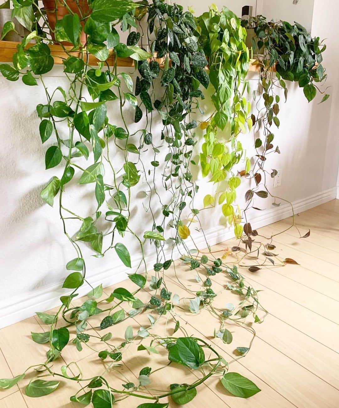 The Louunのインスタグラム：「Which one is your favorite pothos? We have so many options 😊🌿Shop now: www.etsy/shop/plantroomla #pothos #plants #plantdecor #saturday #plantsofinstagram」