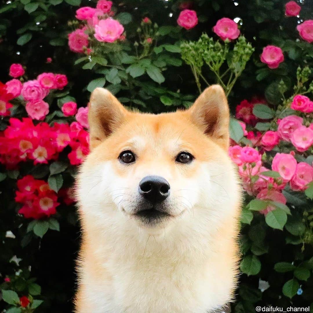 だいふくさんのインスタグラム写真 - (だいふくInstagram)「お母さんいつもありがとう。ちゃんと感謝したから高級ジャーキーよろふくね🐶😘🌹 Happy Mother’s day on 12nd May🐶🌹❤️ #母の日 #ばら #rose #flower」5月11日 22時56分 - daifuku_channel