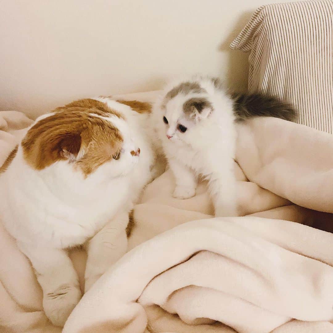 のんたのインスタグラム：「ぱんはのんちゃんが大好き。 ぼーちゃんもそうだったな〜💕 今夜からみんな一緒に寝ます。 ・ #scottishfold #catstagram_japan #catsofinstagram #cats_of_instagram #catoftheday #purr #bestmeow #catlover #cutecat #kittensofinstagram #cute #スコティッシュフォールド#スコティッシュフォールド折れ耳」