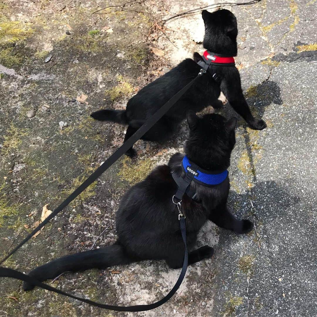 セルジオさんのインスタグラム写真 - (セルジオInstagram)「Morning cardio... gotta start working on our summer bodies!! 💪🏿 #heyladies #howyoudoin 😎 . . Can you guess who is who? ♥️💙 . . #happycaturday #morningcardio #catexplorer #catsonleashes #catwalk #weouthere #exploreny #igcats #igkitty #blackcatsofinstagram #catsofinsta #catsofig #blackcats #happycats #spoiledcat #catmom #catmomlife #catslife #rescuecats #whorescuedwho #goobypet #adventurekitty #bffgoals #catfamily #catfriends #furfamily」5月11日 23時08分 - monkandbean