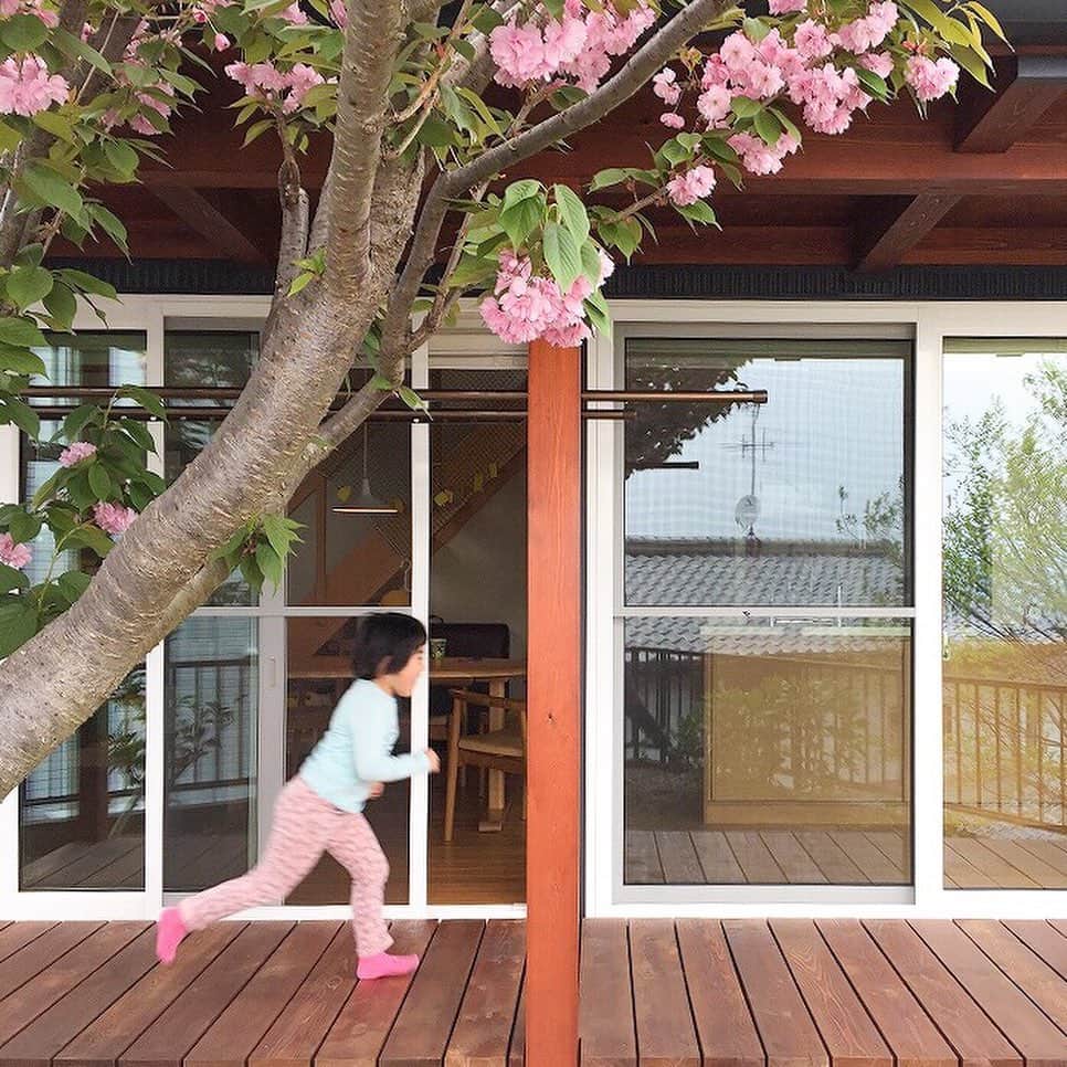 シーエッチ建築工房 さんのインスタグラム写真 - (シーエッチ建築工房 Instagram)「* 先日のフォトコンテストで 銀賞に選ばしていただいた 「土間画伯」のいるお家を 訪問させていただきました。  実は、お庭の八重桜が満開を 迎えることを聞きつけ 撮影にお邪魔させていただいたのです。 この八重桜はＯＢさんが土地の購入時に 前の持ち主さんより引き継いだ木であり 竣工当時、樹齢数十年の八重桜は、 工事に支障が出ないよう、主幹を残し、 枝葉は剪定していました。  たわわに咲いた桜は 食卓の窓越しからも存在感があります。  そして、この日の「土間画伯」は撮影のために モデルさんとして、いろんな動きをして ポーズをとってくれました。 ありがとうございました！ ⠀⠀⠀⠀⠀⠀⠀⠀⠀⠀⠀⠀ ⠀⠀⠀⠀⠀⠀⠀⠀⠀⠀⠀⠀ ⠀⠀⠀⠀⠀⠀⠀⠀⠀⠀⠀⠀⠀⠀⠀⠀⠀⠀⠀⠀⠀⠀⠀⠀ ⠀⠀⠀⠀⠀⠀⠀⠀⠀⠀⠀⠀ ──────────── 株式会社シーエッチ建築工房 兵庫県宝塚市仁川台76番地 0798-52-8863 https://www.ch-wood.co.jp ──────────── @ch_kenchiku ⠀⠀⠀⠀⠀⠀⠀⠀⠀⠀⠀⠀ ⠀⠀⠀⠀⠀⠀⠀⠀⠀⠀⠀⠀ ⠀⠀⠀⠀⠀⠀⠀⠀⠀⠀⠀⠀ #シーエッチ建築工房 #木の家 #注文住宅 #新築 #一戸建て#家づくり #住まい #暮らし #日々のこと #マイホーム #たからづかな生活#ときめく日々がたからもの宝塚 #宝塚市 #西宮市 #伊丹市 #川西市 #箕面市 #工務店 #自然素材 #国産材 #暮らしを楽しむ #自然と暮らす #こどもと暮らす #季節を楽しむ  #新緑 #庭づくり」5月12日 8時43分 - ch_kenchiku