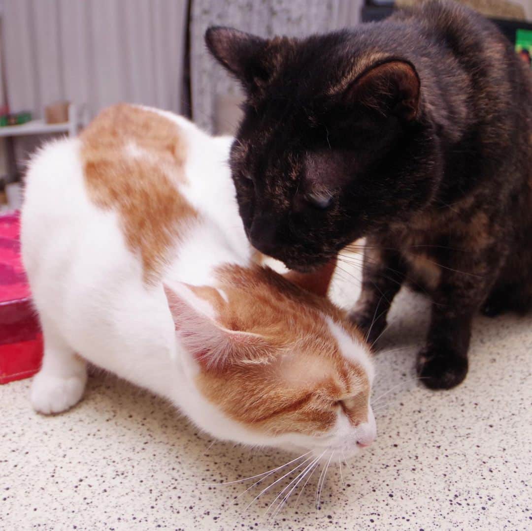 Kachimo Yoshimatsuさんのインスタグラム写真 - (Kachimo YoshimatsuInstagram)「ひじきに怒られると思ったら、なめられた。 #uchinonekora #hijiki #oinari #neko #cat #catstagram #kachimo #猫 #ねこ #うちの猫ら http://kachimo.exblog.jp」5月12日 8時45分 - kachimo