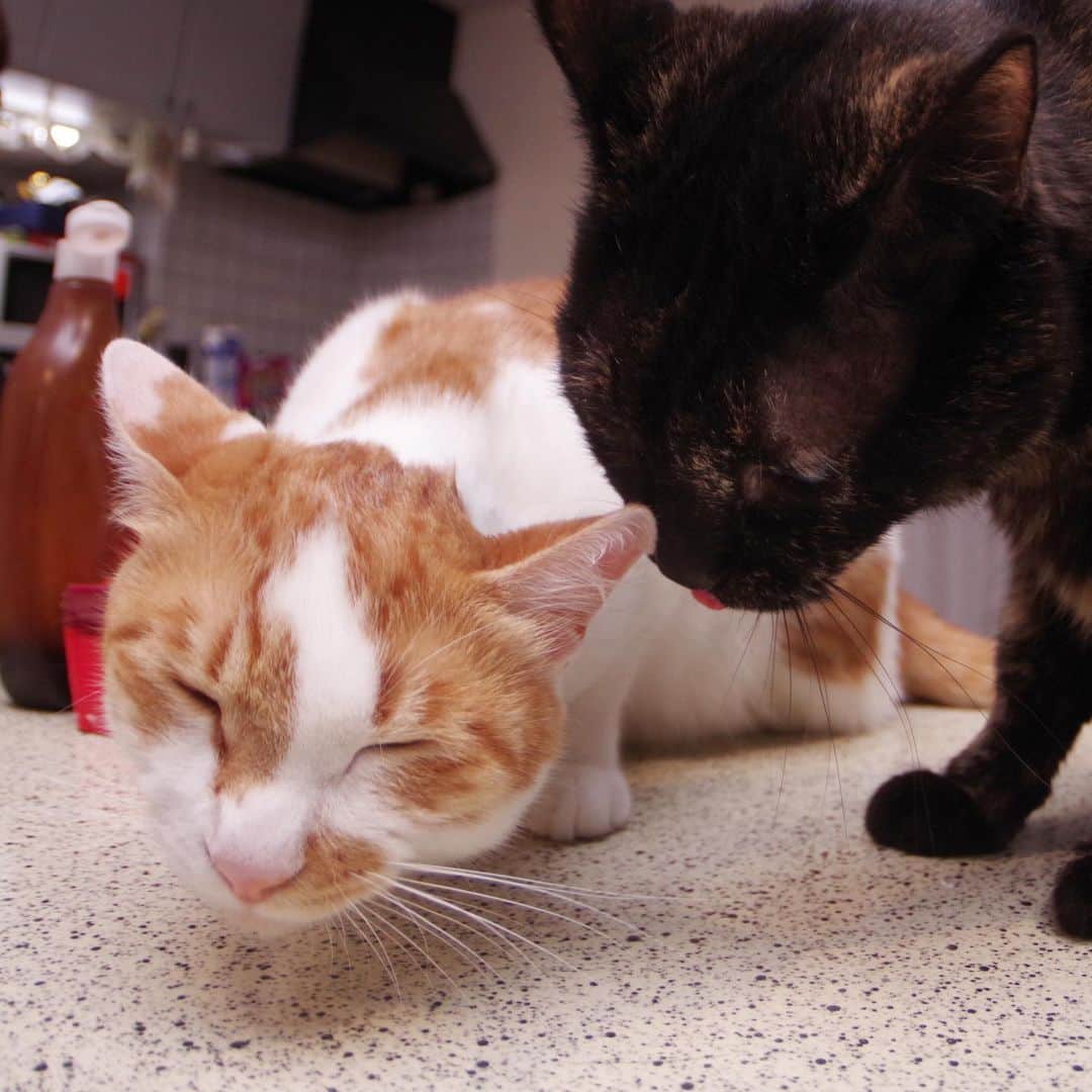 Kachimo Yoshimatsuさんのインスタグラム写真 - (Kachimo YoshimatsuInstagram)「ひじきに怒られると思ったら、なめられた。 #uchinonekora #hijiki #oinari #neko #cat #catstagram #kachimo #猫 #ねこ #うちの猫ら http://kachimo.exblog.jp」5月12日 8時45分 - kachimo