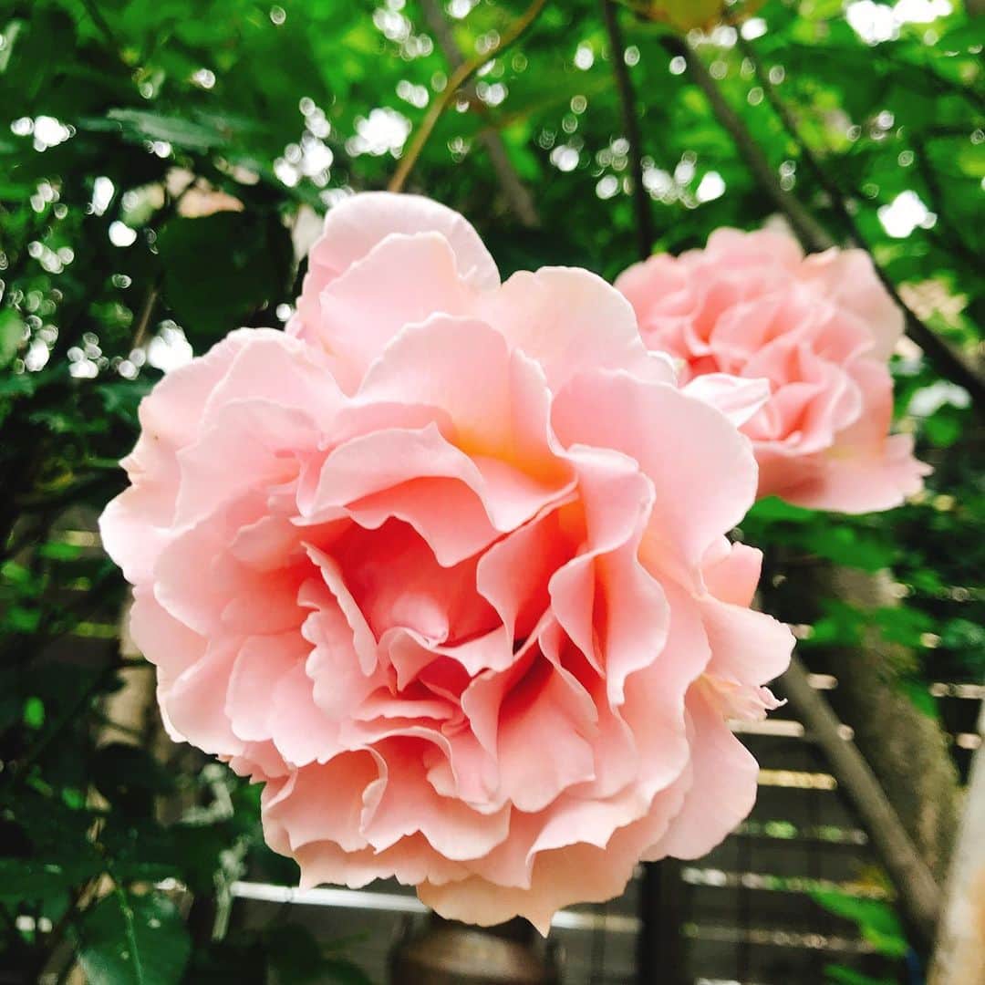 益子直美さんのインスタグラム写真 - (益子直美Instagram)「庭の花たちにパワーをもらって、行ってきます！ しかし、紅玉バラの成長嬉しい！  #garden  #gardening  #おはようございます  #いってきます  #sundaymorning  #おかあさんいつもありがとうございます  #バラ #rose」5月12日 8時54分 - naomi.masuko
