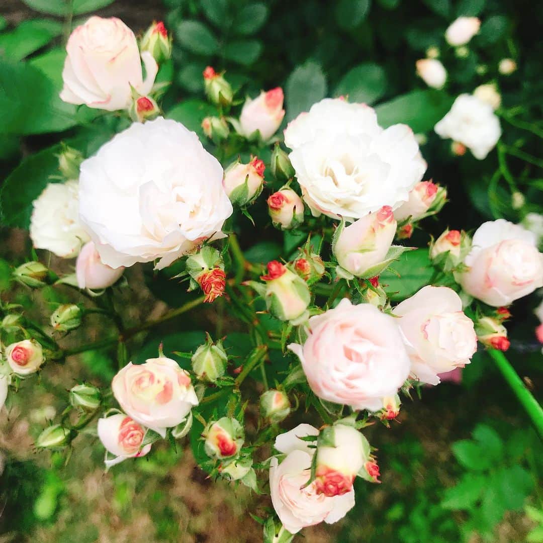 益子直美さんのインスタグラム写真 - (益子直美Instagram)「庭の花たちにパワーをもらって、行ってきます！ しかし、紅玉バラの成長嬉しい！  #garden  #gardening  #おはようございます  #いってきます  #sundaymorning  #おかあさんいつもありがとうございます  #バラ #rose」5月12日 8時54分 - naomi.masuko