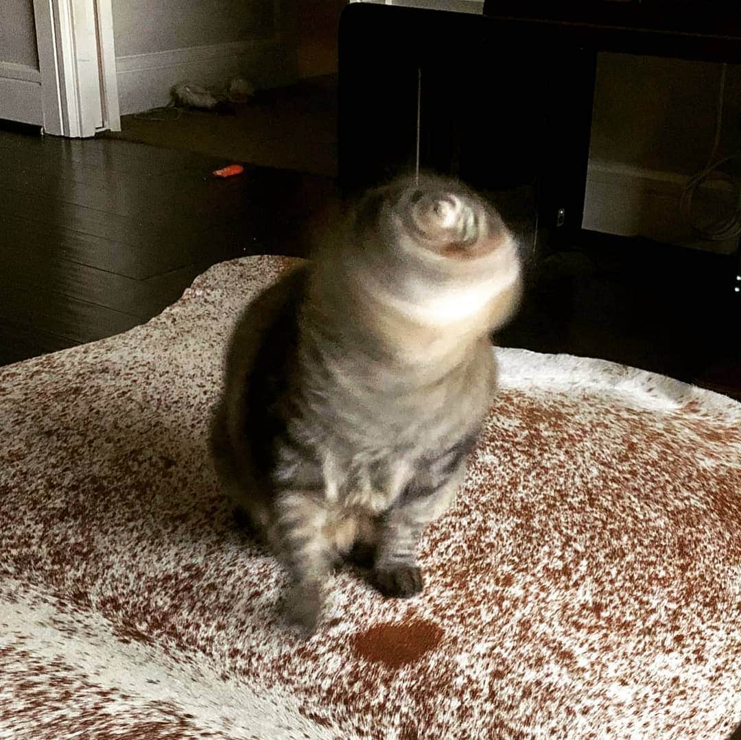 CatStockerのインスタグラム：「Hello! #catstocker is here!  Follow our FURRriend @le_chazz  Scroll right for more pictures 👉 . . . . .  #cat #neko #mačka #chat #kočka #котка #kotek #kot #кіт #mače #кошка #кот #katze #gato #gatto  #子猫 #kattunge #猫 #고양이 #貓 #kedi #köttur #kissanpentu #חתול #кішка #고양이새끼 #chaton #kitty #cats」