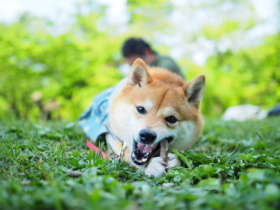 豆柴にこちゃんさんのインスタグラム写真 - (豆柴にこちゃんInstagram)「🐶 #にこの右足闘病記 おはよー . 昨日おとといあたりから、 おしっこと💩も通常運用に近くなってきました！ . 足を痛めてから💩はあまり家で出せなくなり、 便秘がちだったのですが 昨日今日は朝ごはん後にしっかり出ました！ . 痛める前までは、 一日2回の食後に出ていて まだ一日1回しか💩は出ないですが 食後すぐ出せるようになったのは進歩‼️ . #柴犬#豆柴#pecoいぬ部#犬#わんこ#犬#ここ柴部#shibainu#dog#mameshiba#pecotv#dog#いぬのきもち部#しばいぬ#しばけん#こいぬ#シバイヌ#いぬ#イヌ#赤柴#マメシバ#ペット#日本犬#子犬#puppy#doggo#pet」5月12日 9時14分 - nikochan.mame48