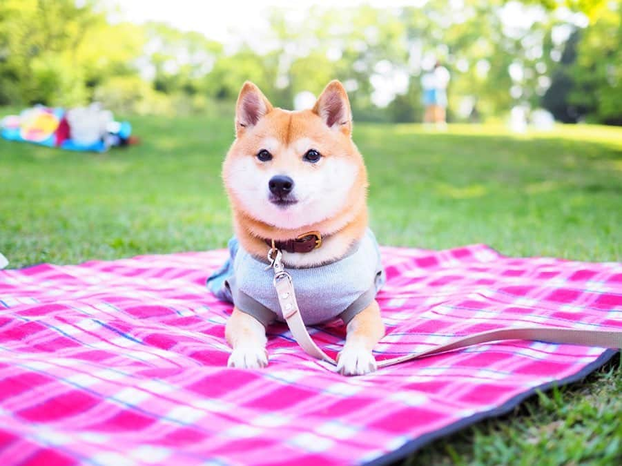 豆柴にこちゃんさんのインスタグラム写真 - (豆柴にこちゃんInstagram)「🐶 #にこの右足闘病記 おはよー . 昨日おとといあたりから、 おしっこと💩も通常運用に近くなってきました！ . 足を痛めてから💩はあまり家で出せなくなり、 便秘がちだったのですが 昨日今日は朝ごはん後にしっかり出ました！ . 痛める前までは、 一日2回の食後に出ていて まだ一日1回しか💩は出ないですが 食後すぐ出せるようになったのは進歩‼️ . #柴犬#豆柴#pecoいぬ部#犬#わんこ#犬#ここ柴部#shibainu#dog#mameshiba#pecotv#dog#いぬのきもち部#しばいぬ#しばけん#こいぬ#シバイヌ#いぬ#イヌ#赤柴#マメシバ#ペット#日本犬#子犬#puppy#doggo#pet」5月12日 9時14分 - nikochan.mame48