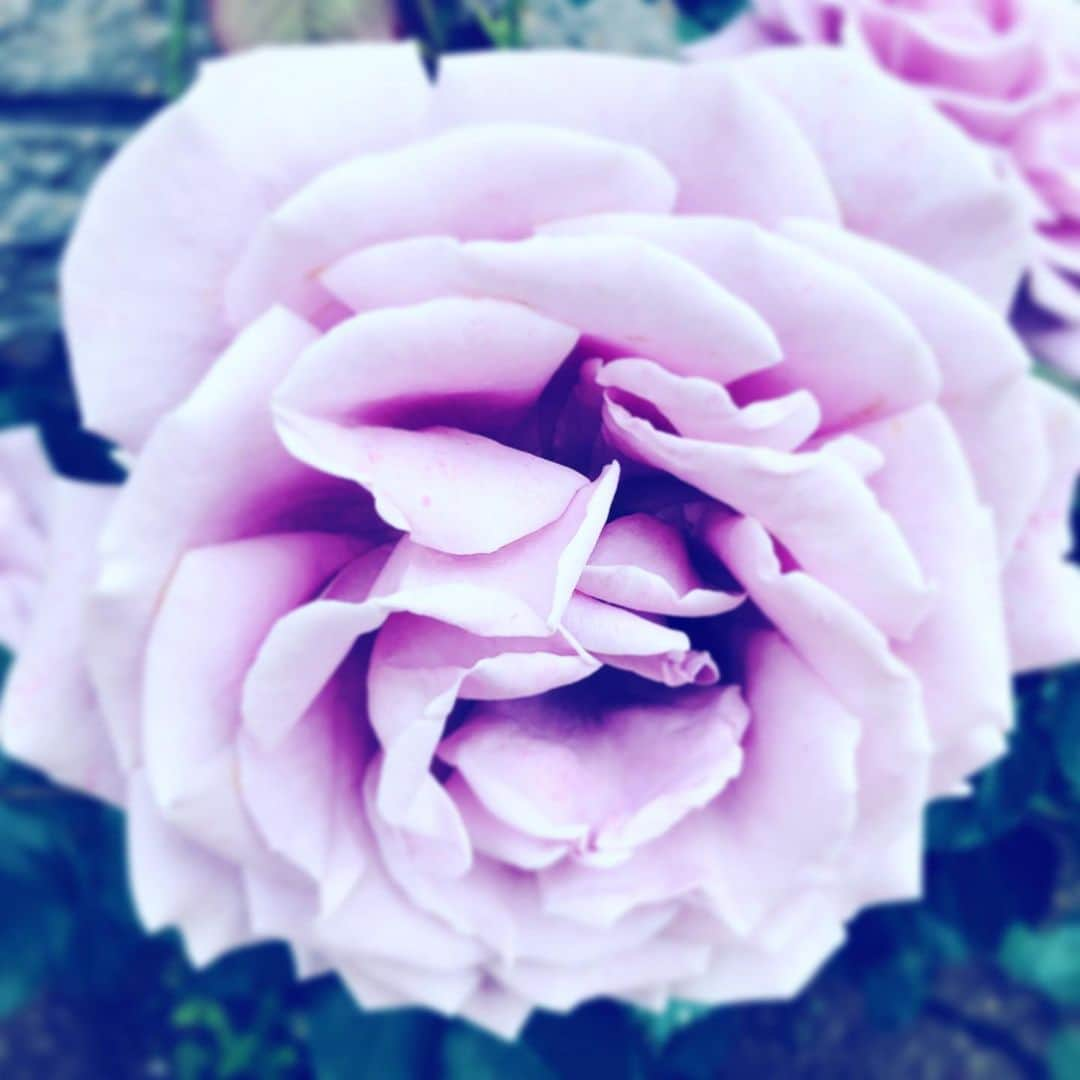 中野敬久さんのインスタグラム写真 - (中野敬久Instagram)「#mothersday #not #carnation #but #rose #flower #flowersoflife」5月12日 9時25分 - hirohisanakano