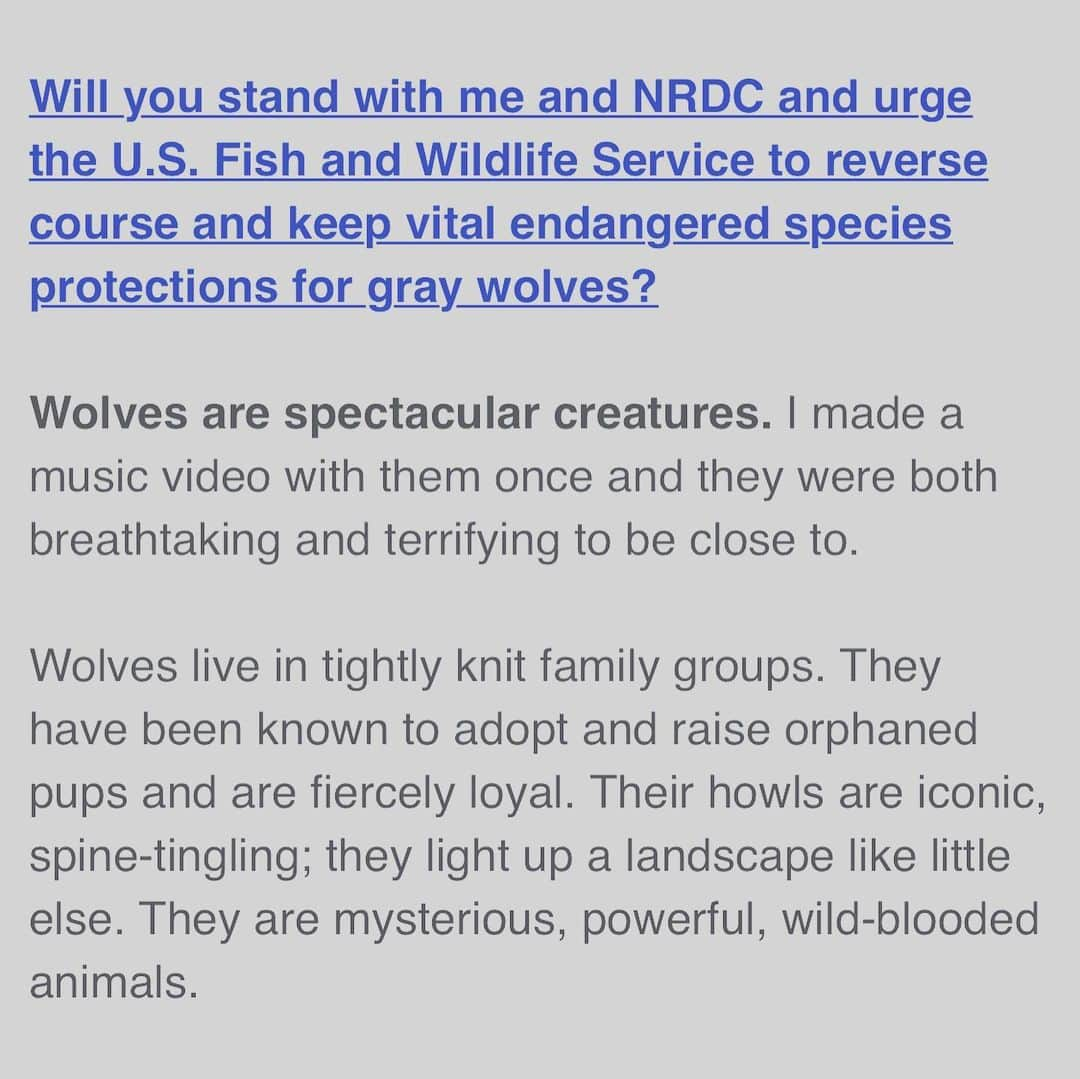 ファイン・フレンジーさんのインスタグラム写真 - (ファイン・フレンジーInstagram)「its very trippy when an email you wrote for the @nrdc_org then comes into your inbox. I am quite proud of this. there’s a lot more I want to say about this. tbc. in the meantime, please visit the NRDC to find out more about the actions needed to be taken to protect these magnificent creatures 🐺 ♥️ ** I actually need to work out how to post a link on here please see my twitter page for a proper link, Instagram is baffling **」5月12日 9時37分 - alisonsudol