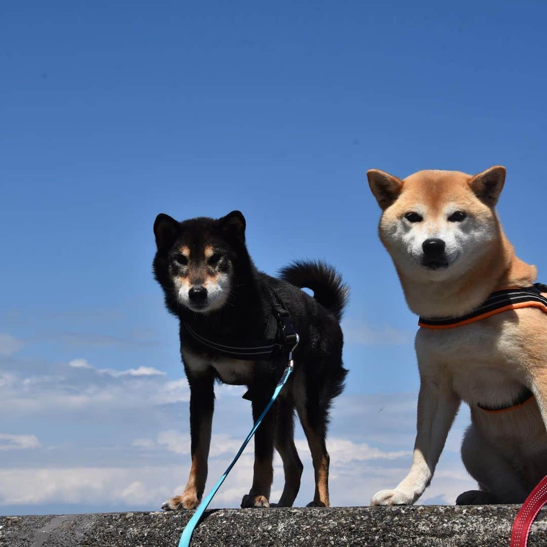 がんちゃんさんのインスタグラム写真 - (がんちゃんInstagram)「#てんタッキー富士山の旅  2019年5月7日  三保の松原に行ってみました。 ここでもやはり富士山🗻は見えず。不思議なくらい影も形もありませんでした😆  何度もポーズさせるのでギャラの要求が強めになってきたてんタッキー🤣  以前柴犬を飼っていたと言う上品なマダムに声を掛けられました。色々お話ししてて「［新日本三景］って石碑があったら写真撮りたかったです」と話すと「あら、そうね〜今度市長に言っておくわ👩‍🦳」と😅直接言える立場の方でしたか…😆 もし石碑出来たら私の提案って事になるかな🤣」5月12日 9時44分 - kota2ann