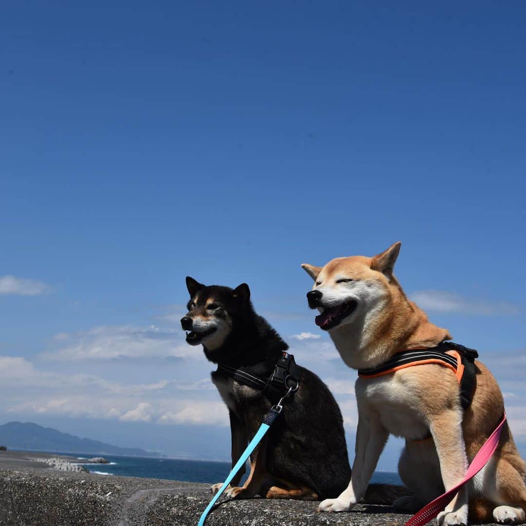 がんちゃんさんのインスタグラム写真 - (がんちゃんInstagram)「#てんタッキー富士山の旅  2019年5月7日  三保の松原に行ってみました。 ここでもやはり富士山🗻は見えず。不思議なくらい影も形もありませんでした😆  何度もポーズさせるのでギャラの要求が強めになってきたてんタッキー🤣  以前柴犬を飼っていたと言う上品なマダムに声を掛けられました。色々お話ししてて「［新日本三景］って石碑があったら写真撮りたかったです」と話すと「あら、そうね〜今度市長に言っておくわ👩‍🦳」と😅直接言える立場の方でしたか…😆 もし石碑出来たら私の提案って事になるかな🤣」5月12日 9時44分 - kota2ann