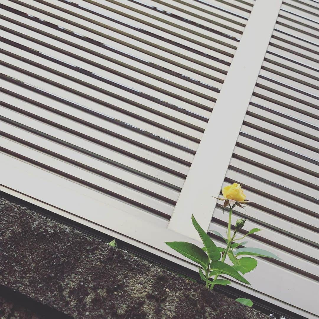 花野じゅりあさんのインスタグラム写真 - (花野じゅりあInstagram)「. おはようございます  隙間からバラの花  たくましく、美しく  #rose #yellow #バラの花」5月12日 9時59分 - julia.hanano