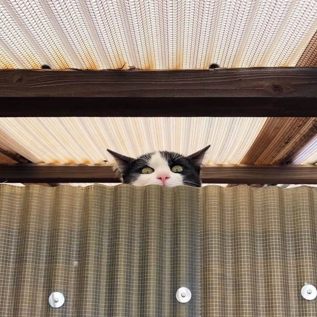 NEKOくらぶさんのインスタグラム写真 - (NEKOくらぶInstagram)「|| 探偵ごっこ⠀ *⠀ Facebookから、さかい ゆみさんの作品ですにゃ（＝ΦωΦ＝）⠀ https://www.facebook.com/profile.php?id=100022351483569⠀ *⠀ 投稿いただいたURL⠀ https://www.facebook.com/photo.php?fbid=446654249422954⠀ *⠀ いいね！＆コメント大歓迎！！⠀ *⠀ #nekoclub #NEKOくらぶ #Japan #Photo #写真 #日本 #cat #ネコ #ねこ #猫 ⠀ Follow: @nekoclub_jpn⠀ *⠀ ▼【廣済堂出版共同企画】NEKOくらぶの皆さまとつくる「NEKOくらぶ写真集」、発売中♪（＝ΦωΦ＝）⠀ ※詳細は本アカウント「 @nekoclub_jpn 」のプロフィールに固定しているハイライトから」5月12日 10時00分 - nekoclub_jpn