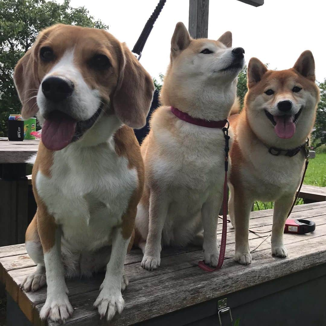 柴犬のモモさんのインスタグラム写真 - (柴犬のモモInstagram)「おはようございます。今朝もお友達ワンコ達と楽しくお散歩しました #いぬ #イヌ #犬 #柴犬 #赤柴 #日本犬 #犬バカ部 #ふわもこ部 #いぬら部 #癒しわんこ #柴犬マニア #犬のいる暮らし #口角キュキュッと部 #shiba #shibainu #shibadog #dogstagram #dogsofinstagram #shibastagram #shibasofinstagram #shibamania #inu #instadog #toyota_dog」5月12日 9時56分 - shi_ba_i_nu_momo