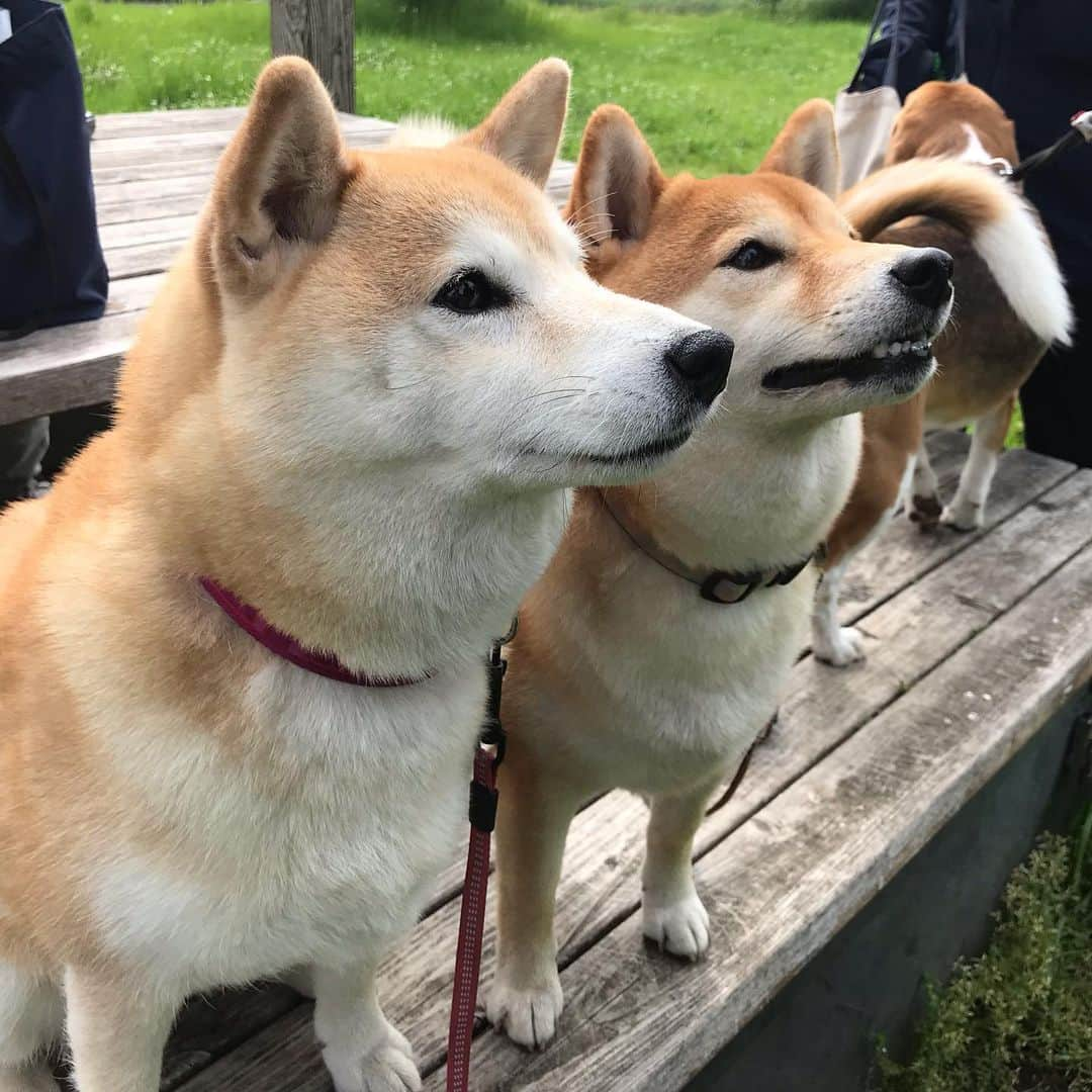 柴犬のモモさんのインスタグラム写真 - (柴犬のモモInstagram)「おはようございます。今朝もお友達ワンコ達と楽しくお散歩しました #いぬ #イヌ #犬 #柴犬 #赤柴 #日本犬 #犬バカ部 #ふわもこ部 #いぬら部 #癒しわんこ #柴犬マニア #犬のいる暮らし #口角キュキュッと部 #shiba #shibainu #shibadog #dogstagram #dogsofinstagram #shibastagram #shibasofinstagram #shibamania #inu #instadog #toyota_dog」5月12日 9時56分 - shi_ba_i_nu_momo