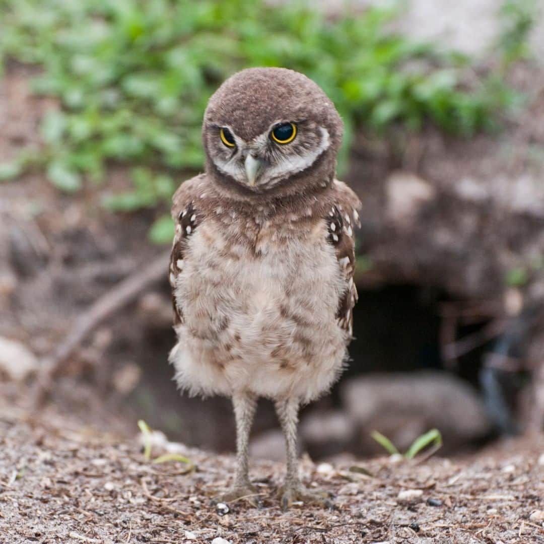 アニマルプラネットさんのインスタグラム写真 - (アニマルプラネットInstagram)「Anyone remember the book/movie, Hoot?!? These little guys are the catalyst. Burrowing owls are actually diurnal, so they're active during the day, unlike most owls. . . . . . . #animalsofinstagram #animalplanet #animaloftheday #wild #wildlife #outdoors #animals #wildanimals #conservation #nature #animallovers #instanature #wildgeography  #hoot #burrowingowl」5月12日 1時00分 - animalplanet